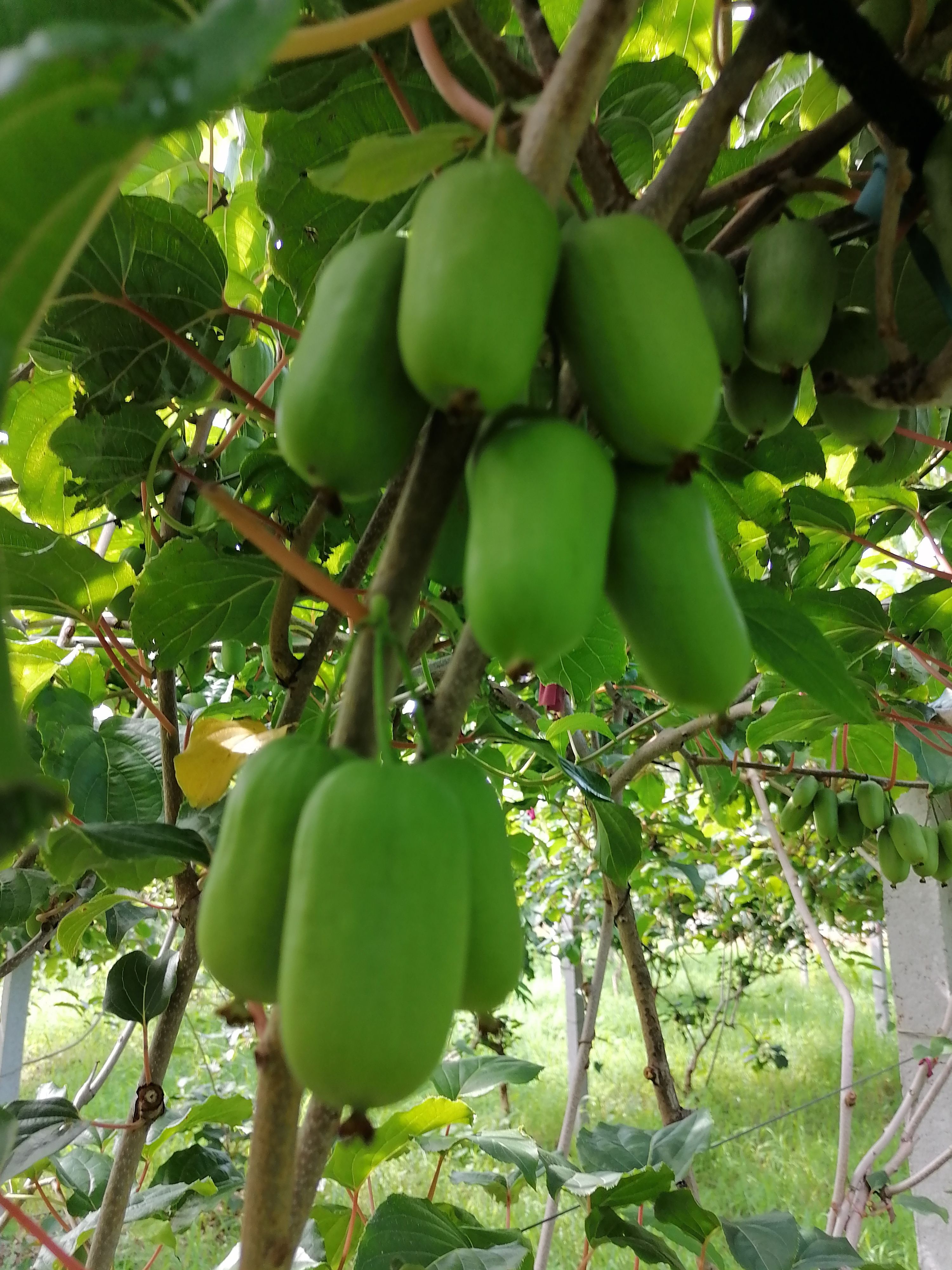 龙城二号软枣猕猴桃，威海园产，生长期长，果大，糖度高，