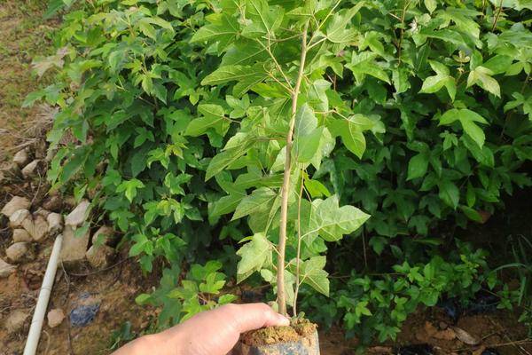  九江苗圃基地大量批发三角枫小苗，0.5－2公分三角枫小苗基地