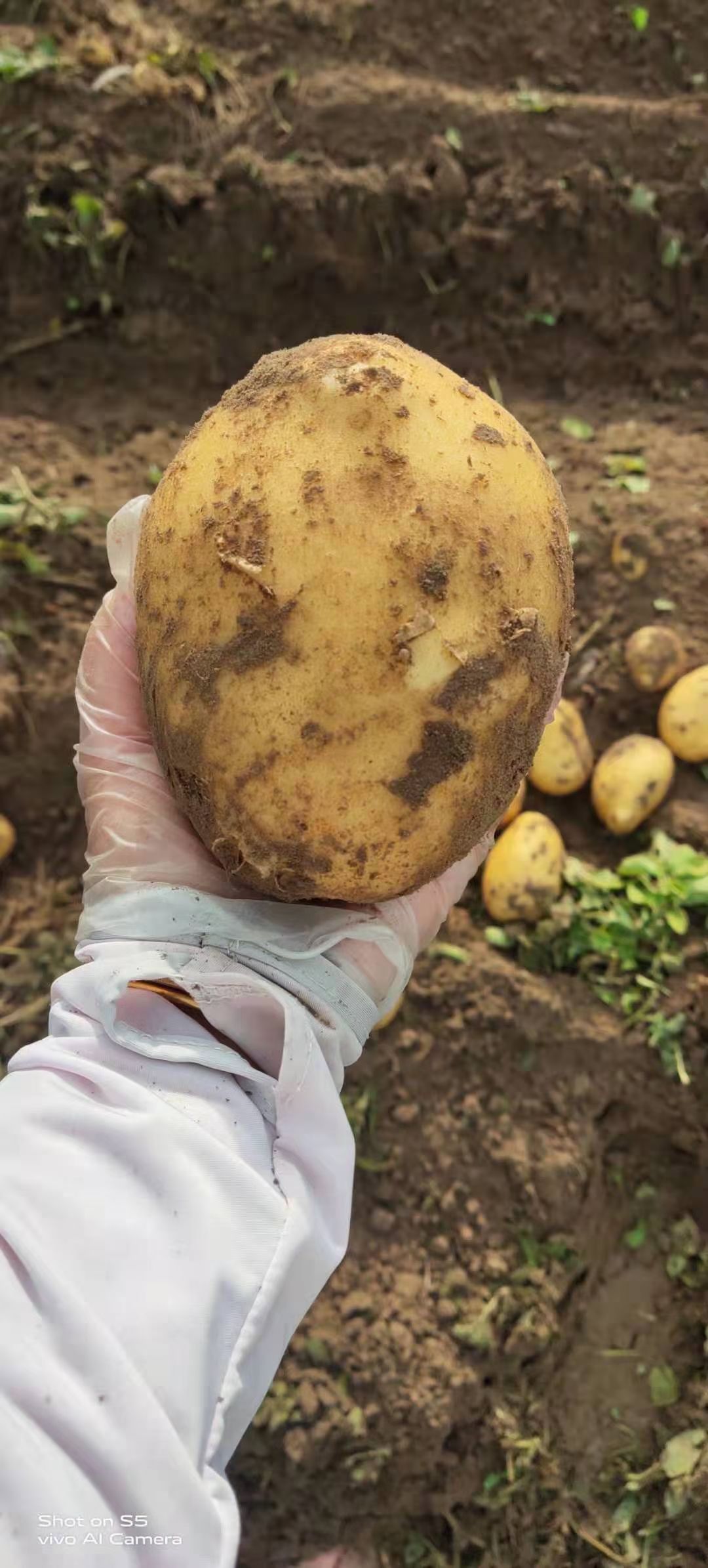 吉林土豆-优金885荷兰15系列大量上市供应全国