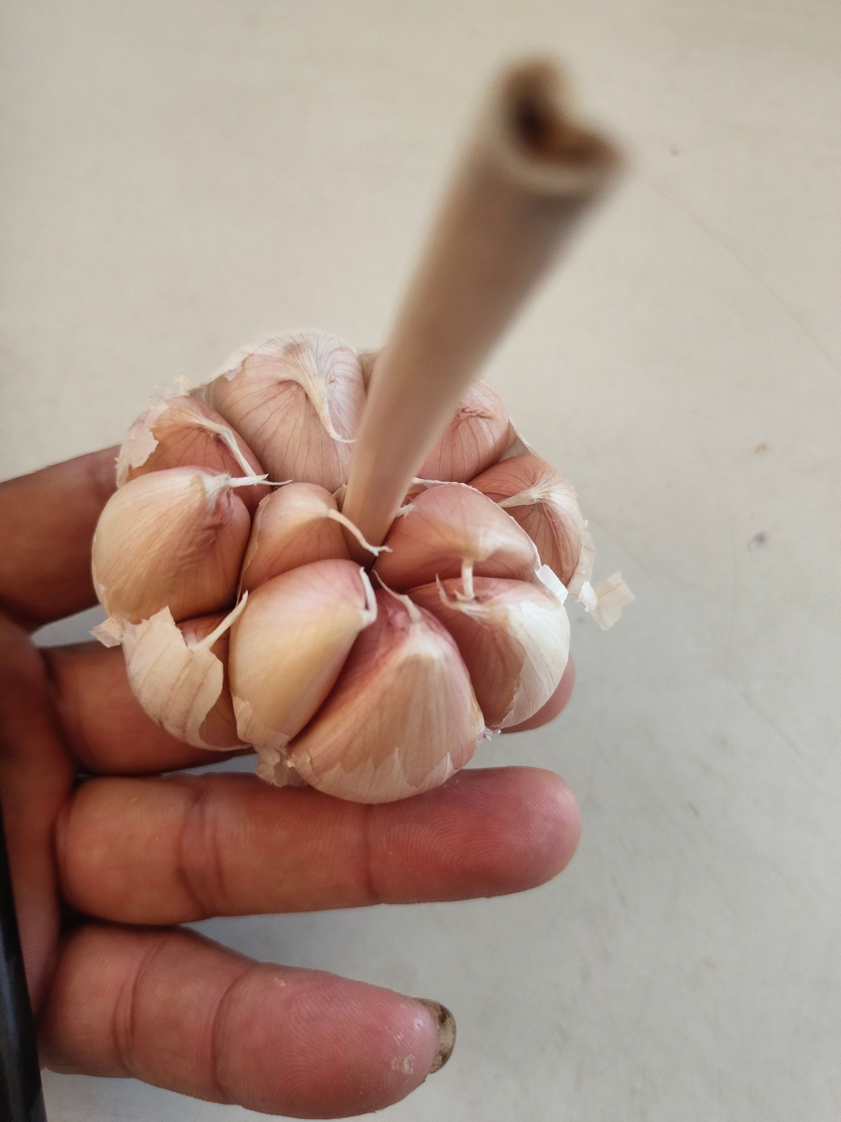 红皮蒜  济南大青稞蒜