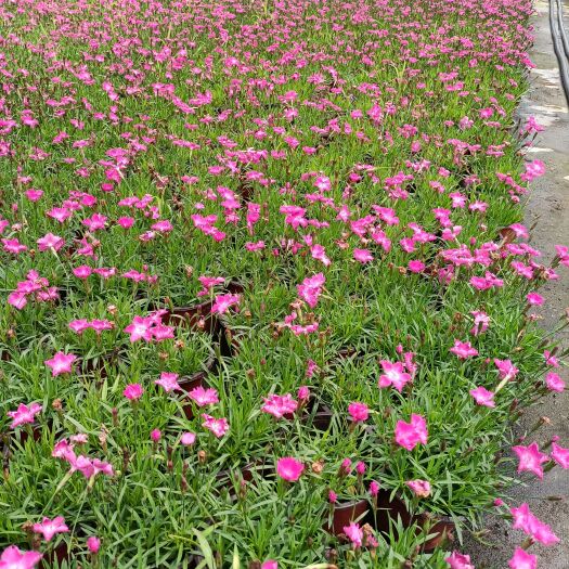 平湖市欧石竹四季花卉，也可以用作草皮。