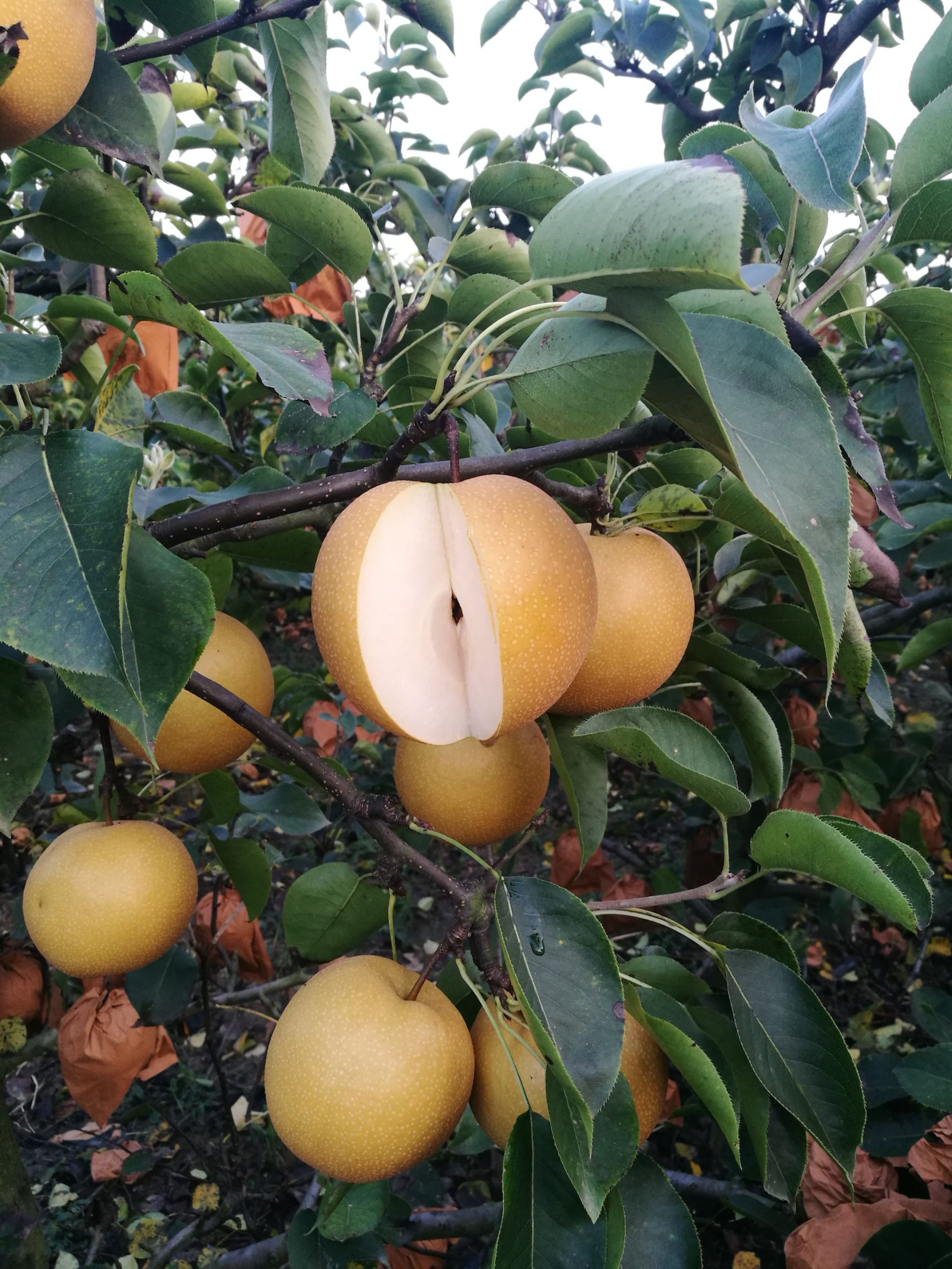 秋月梨小梨 新高梨