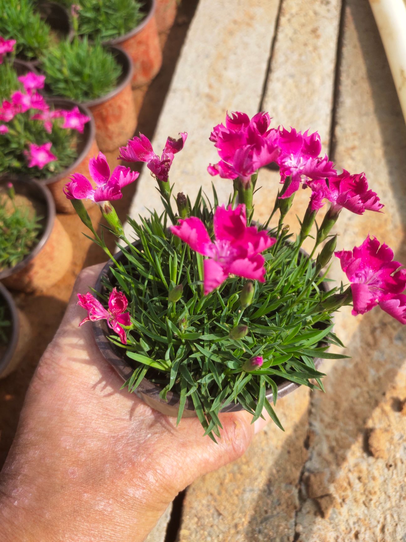 双色盆欧石竹 欧石竹产地 大杯欧石竹 欧石竹价格 花期长的花