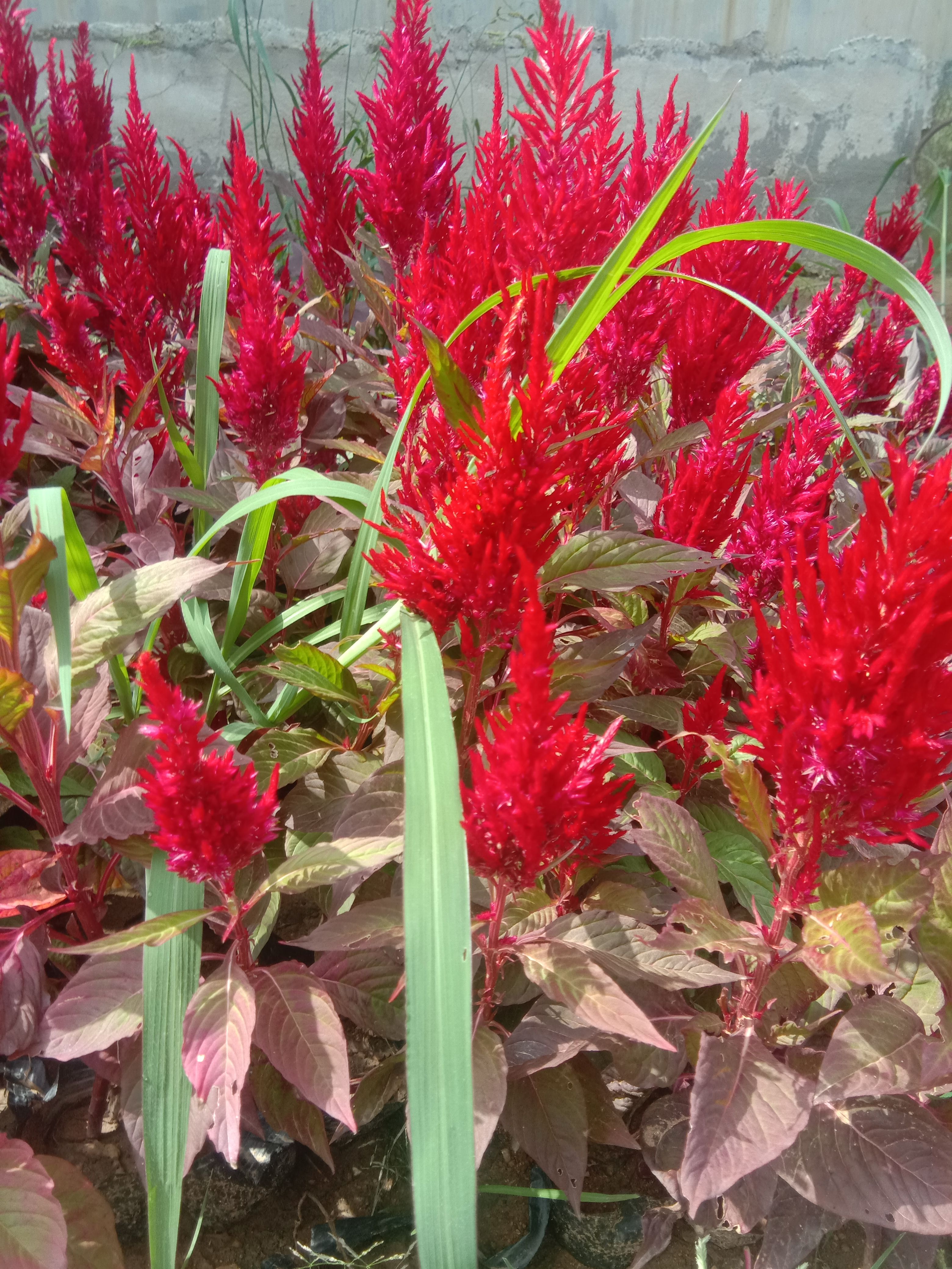 百年艳山红 绿化小杯苗景观花