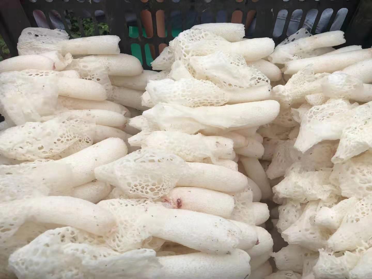 织金竹荪，竹荪