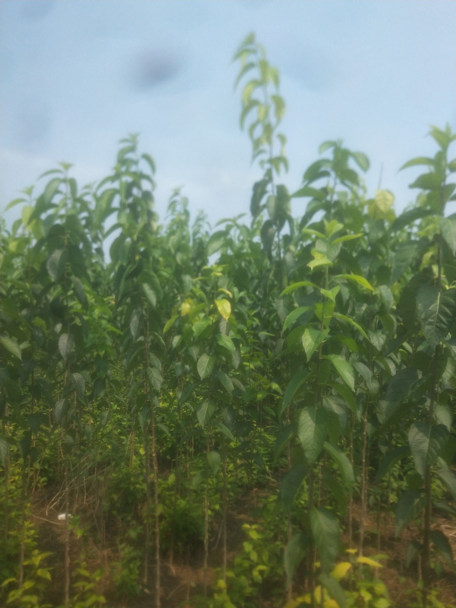 杜仲树 裸根发货