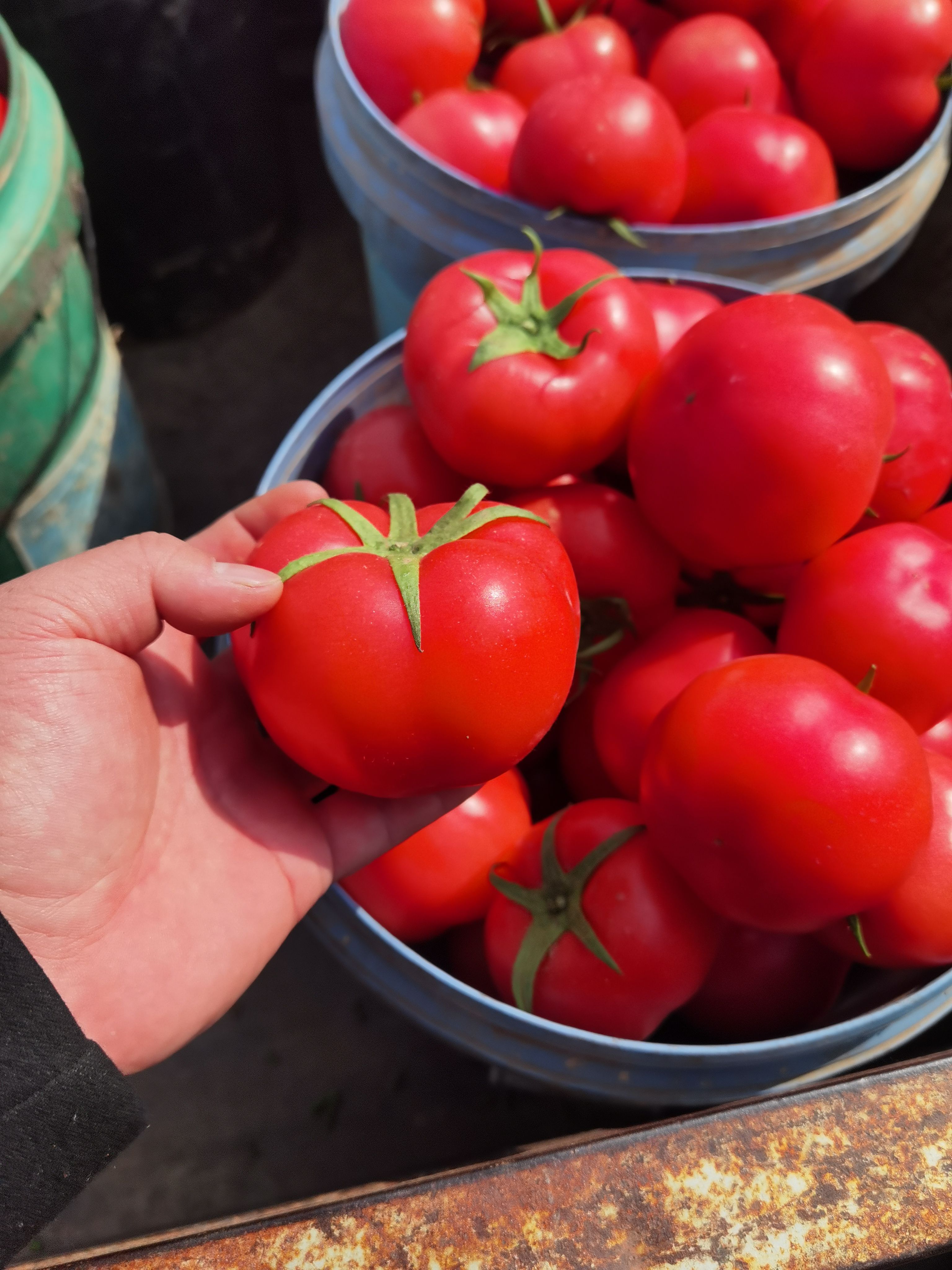 硬粉西红柿大红西红柿代收代发产地山东莘县河店镇