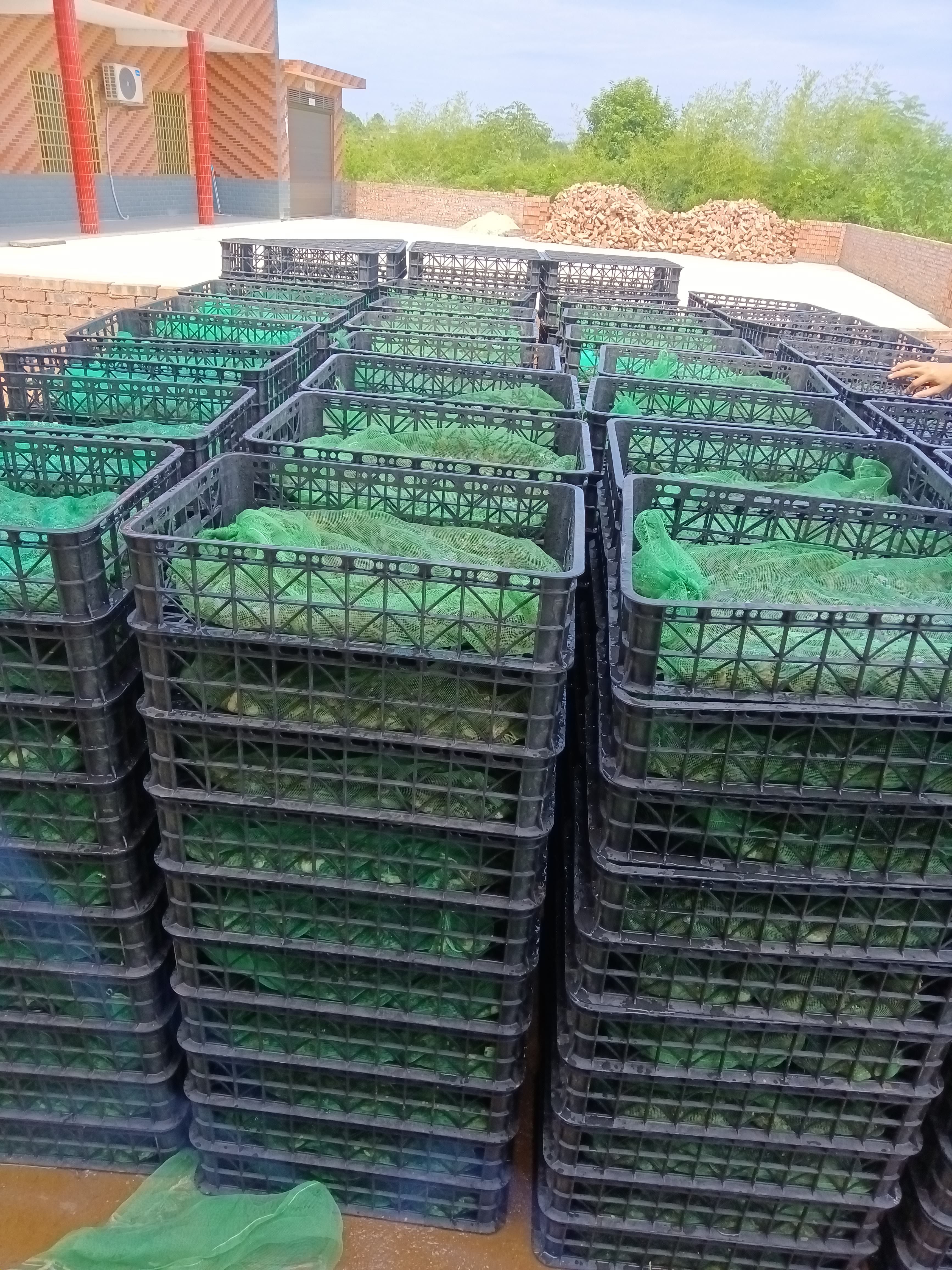 基地直销牛蛙小四脚