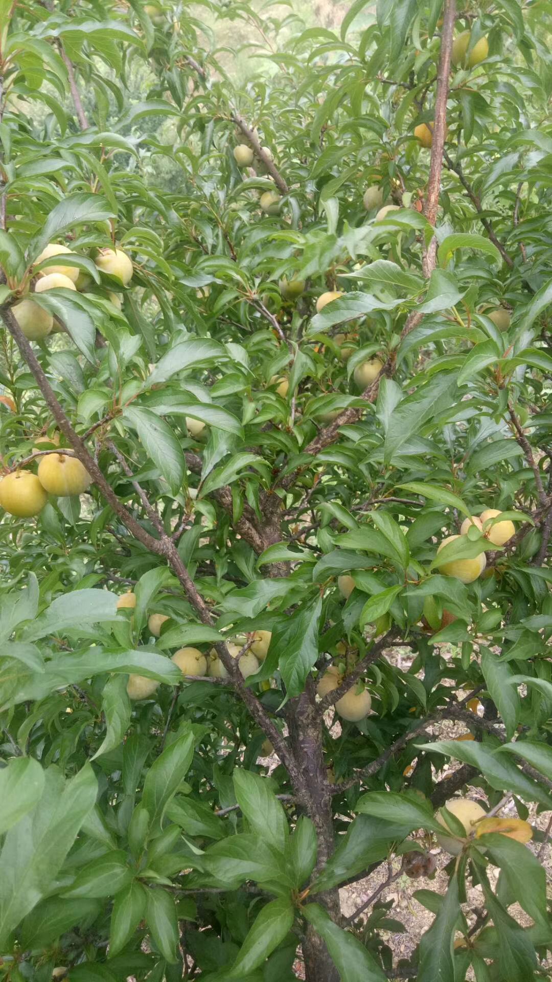 蜂糖李树苗  蜂糖李苗直生苗嫁接苗四月李苗