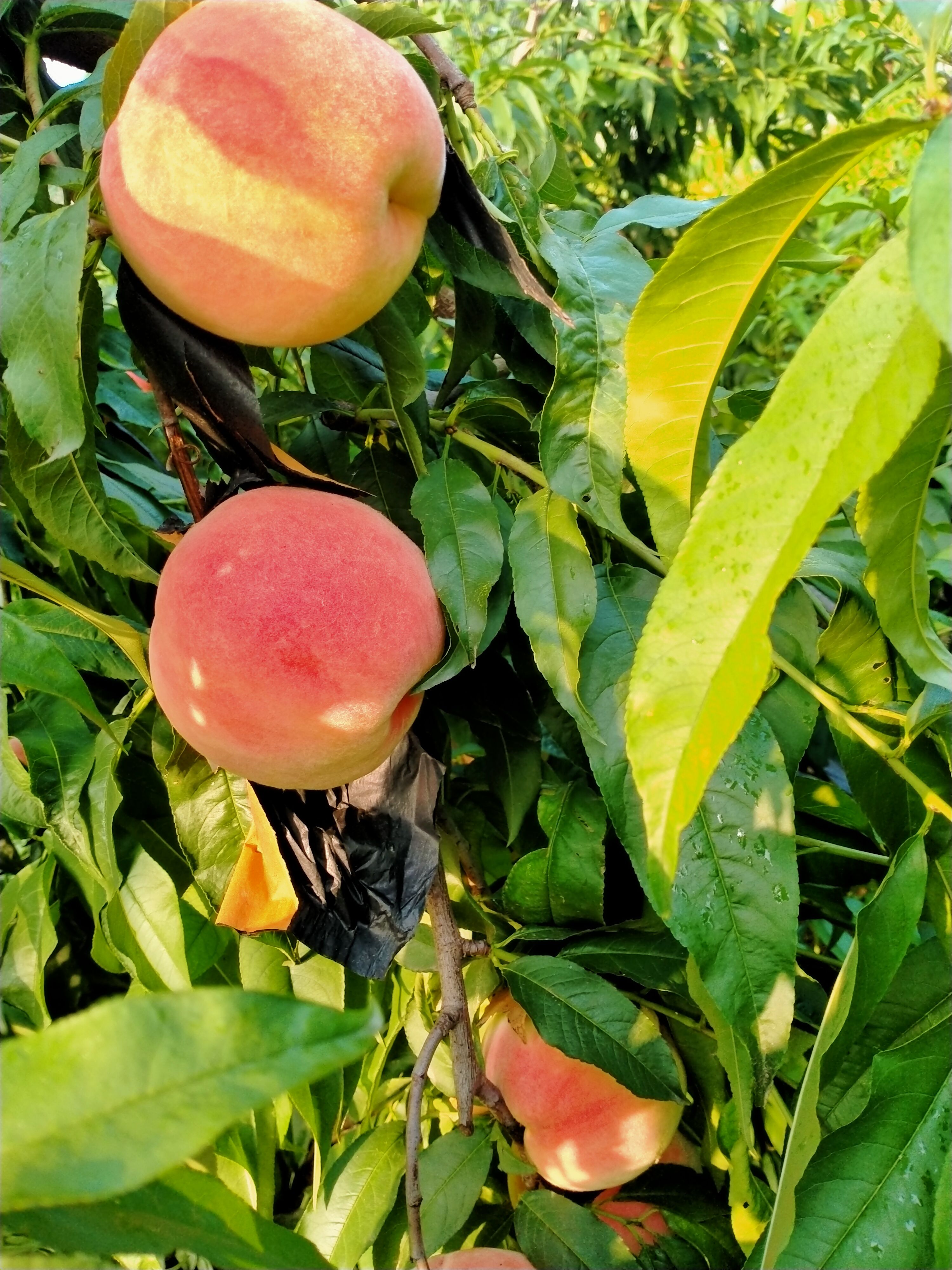 永莲蜜桃 自家种的蜜桃，剂，又大又软，鲜甜可口。
