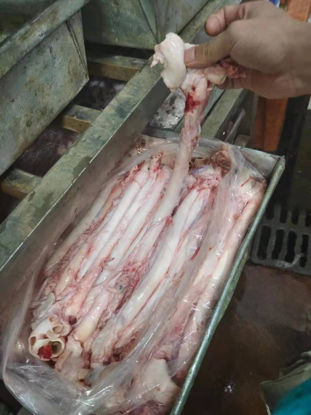  猪黄喉