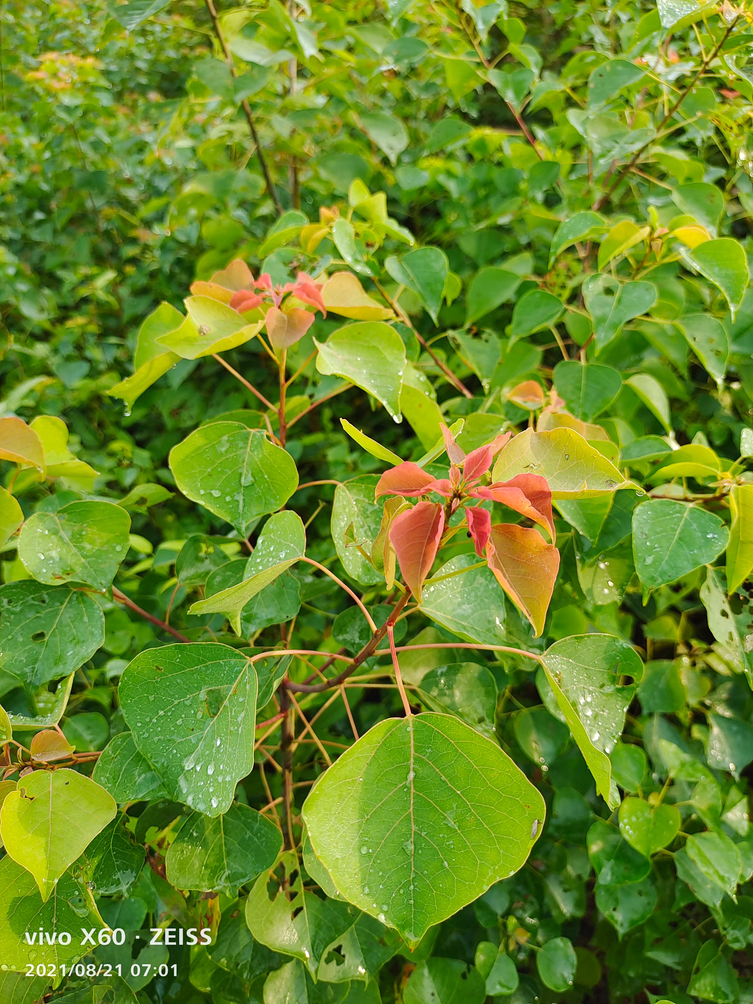 乌桕、乌桕树3一15公分有现货供应，欢迎来电咨询！