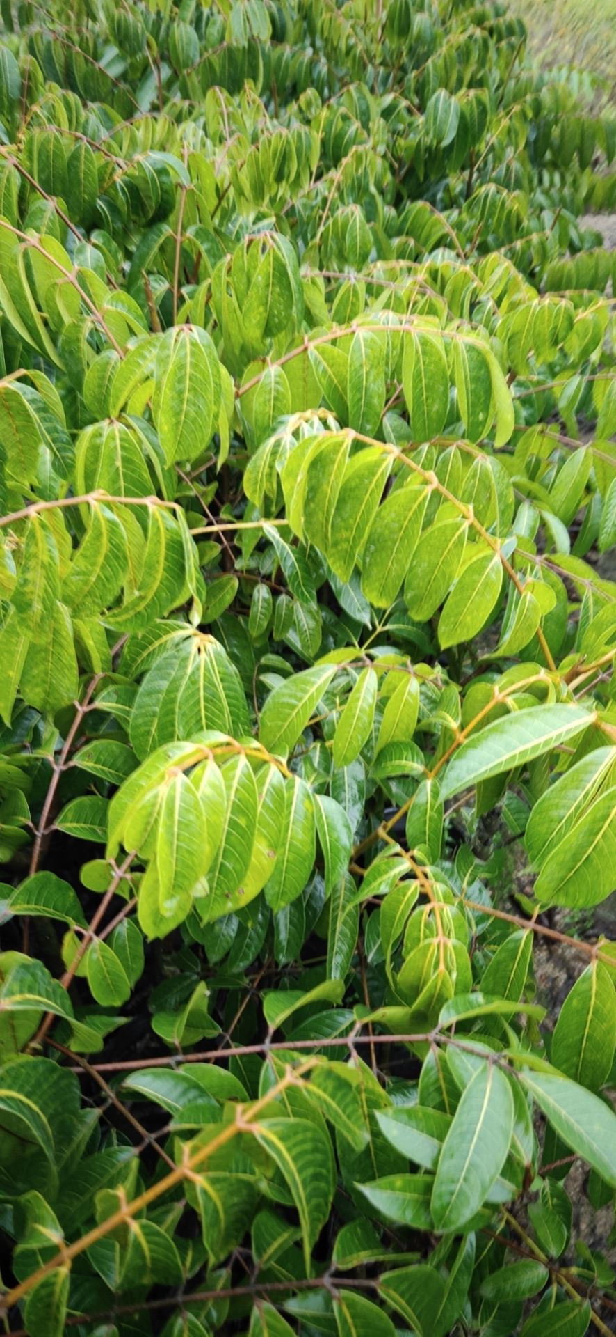 青橄榄苗  潮汕三棱橄榄乌袋白布袋