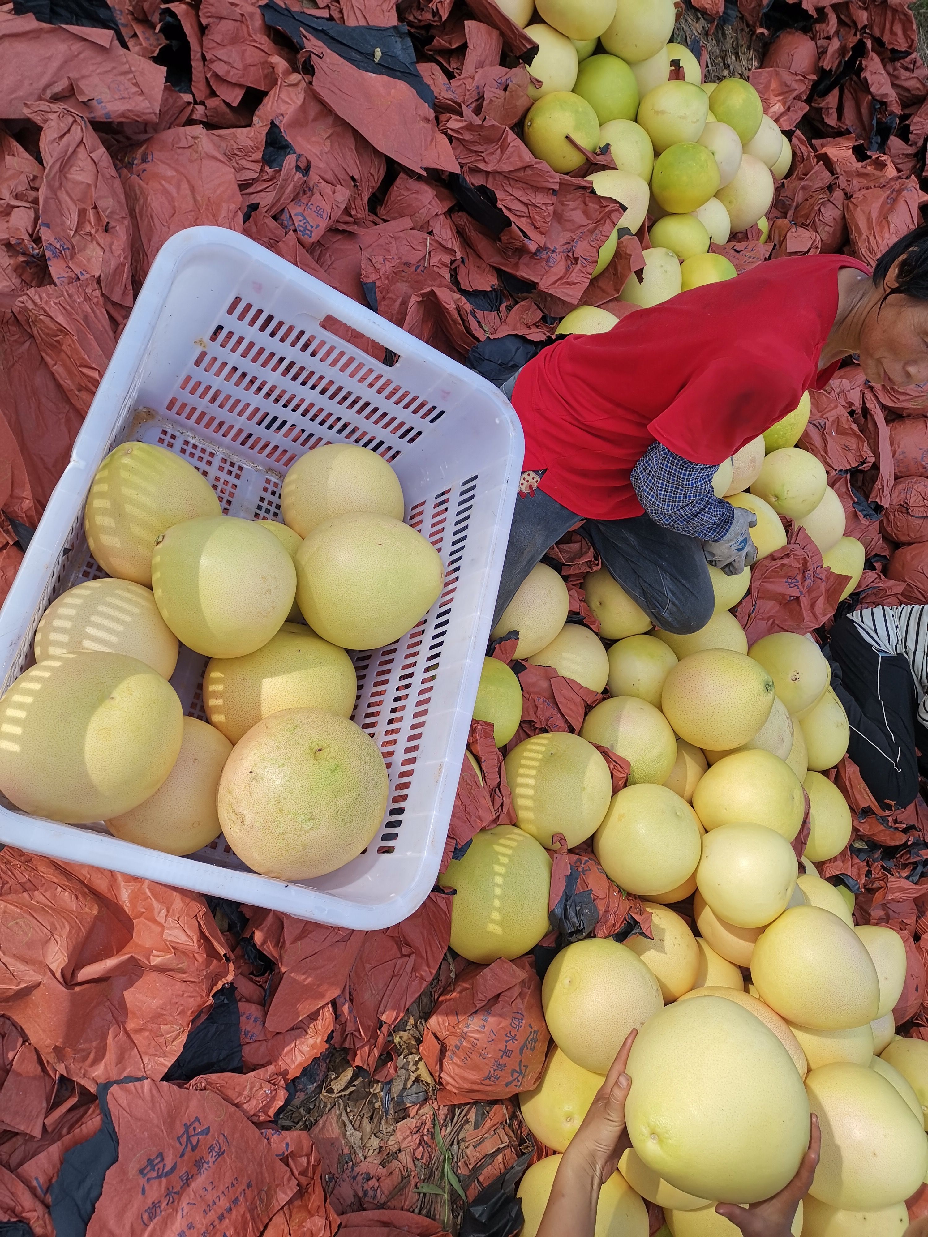 三红柚  三红肉蜜柚梅州农家柚