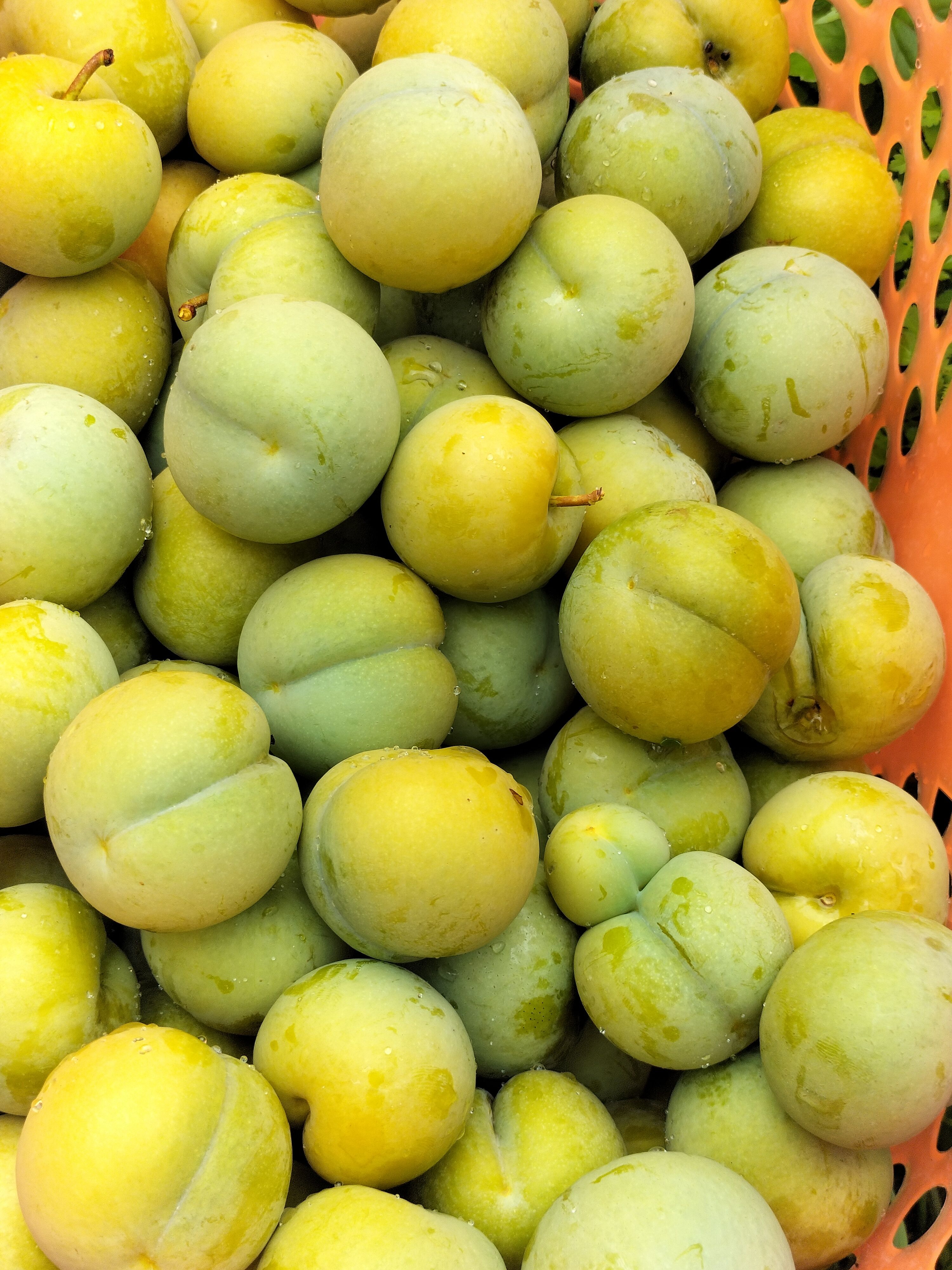 蜂糖李种植原产地直销，蜂糖李四月李新鲜水果现摘现发当天发