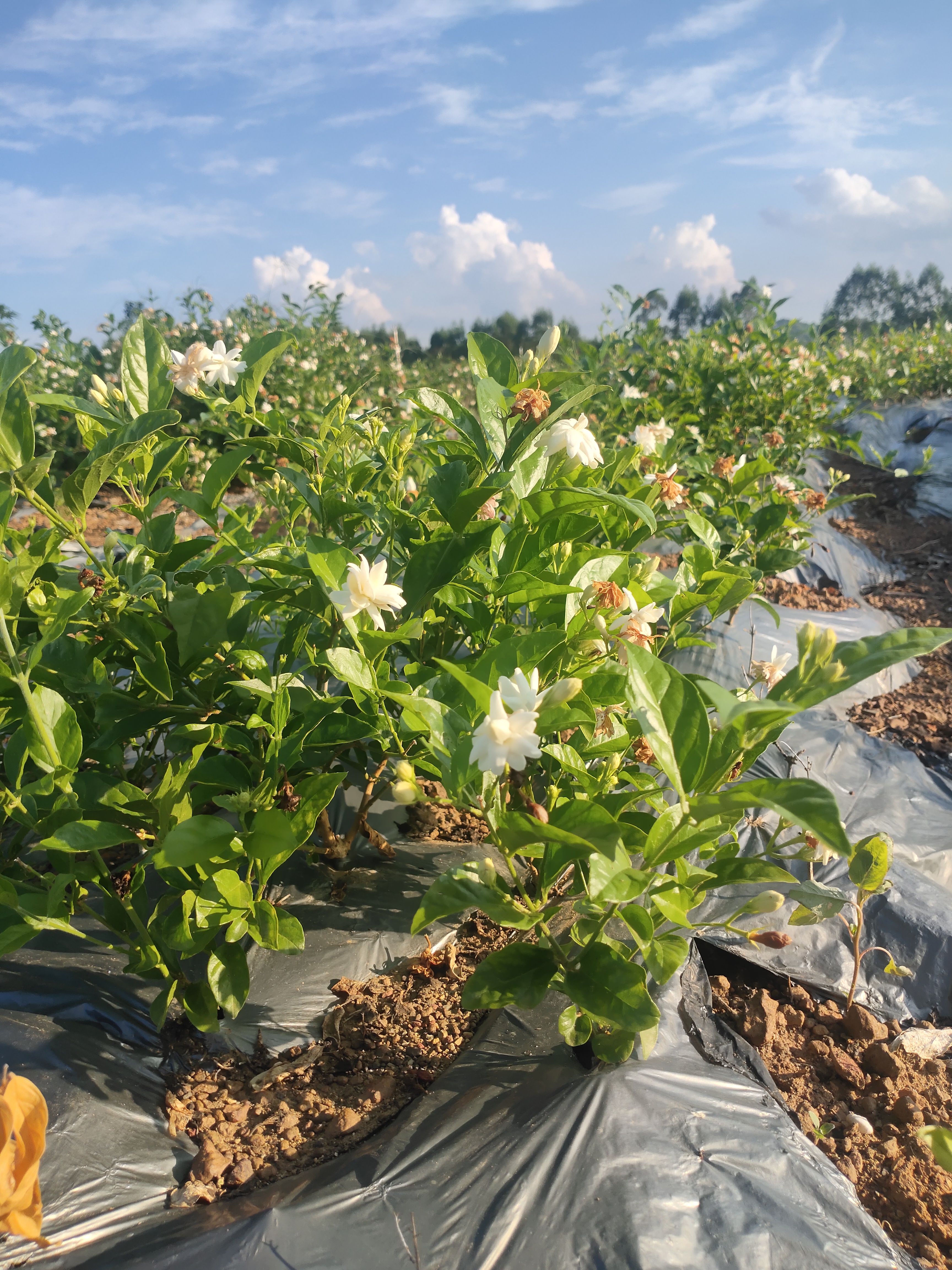 重瓣笔尖  新品种笔尖茉莉