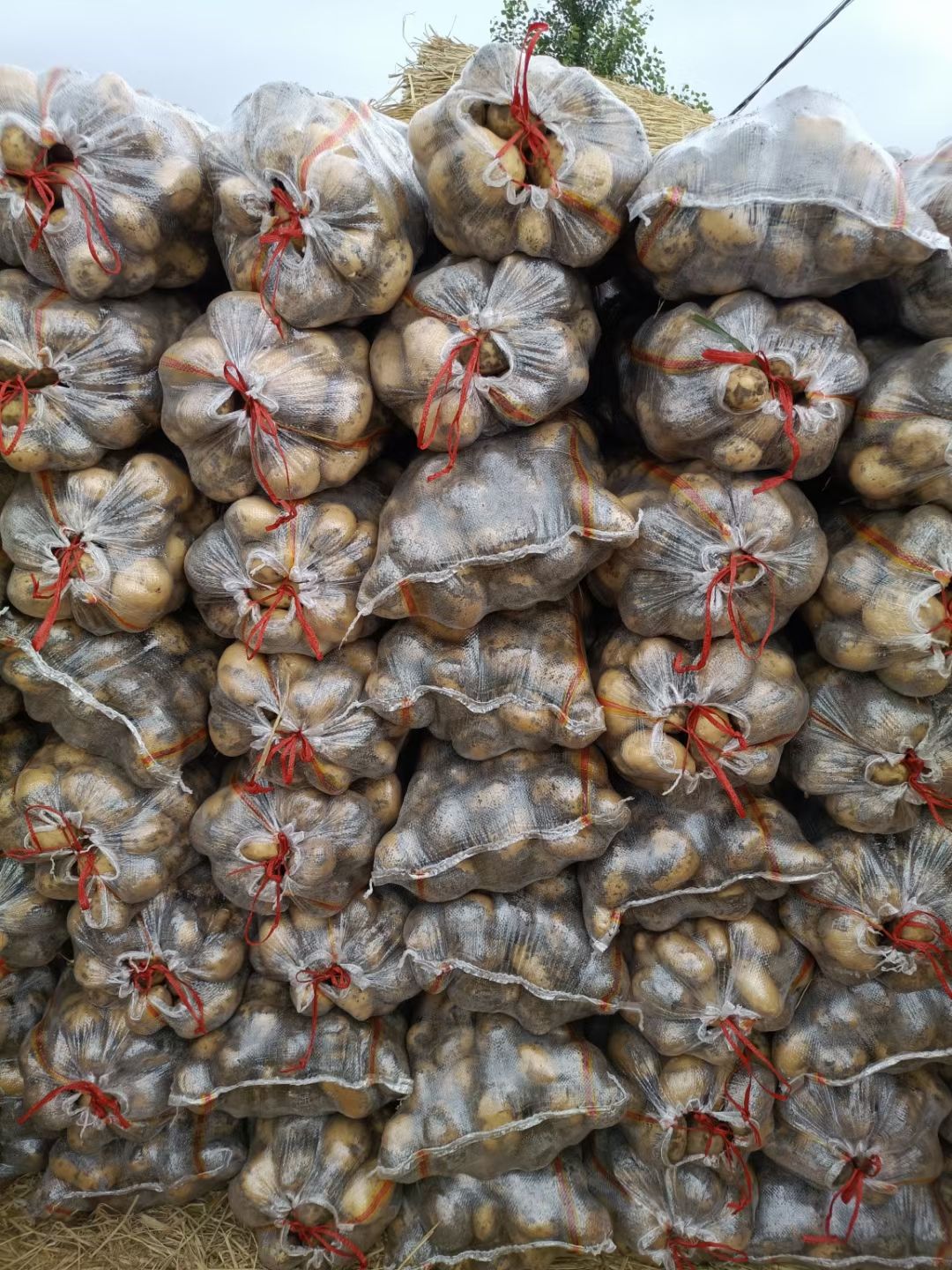 吉林土豆-优金885荷兰15系列大量上市供应全国