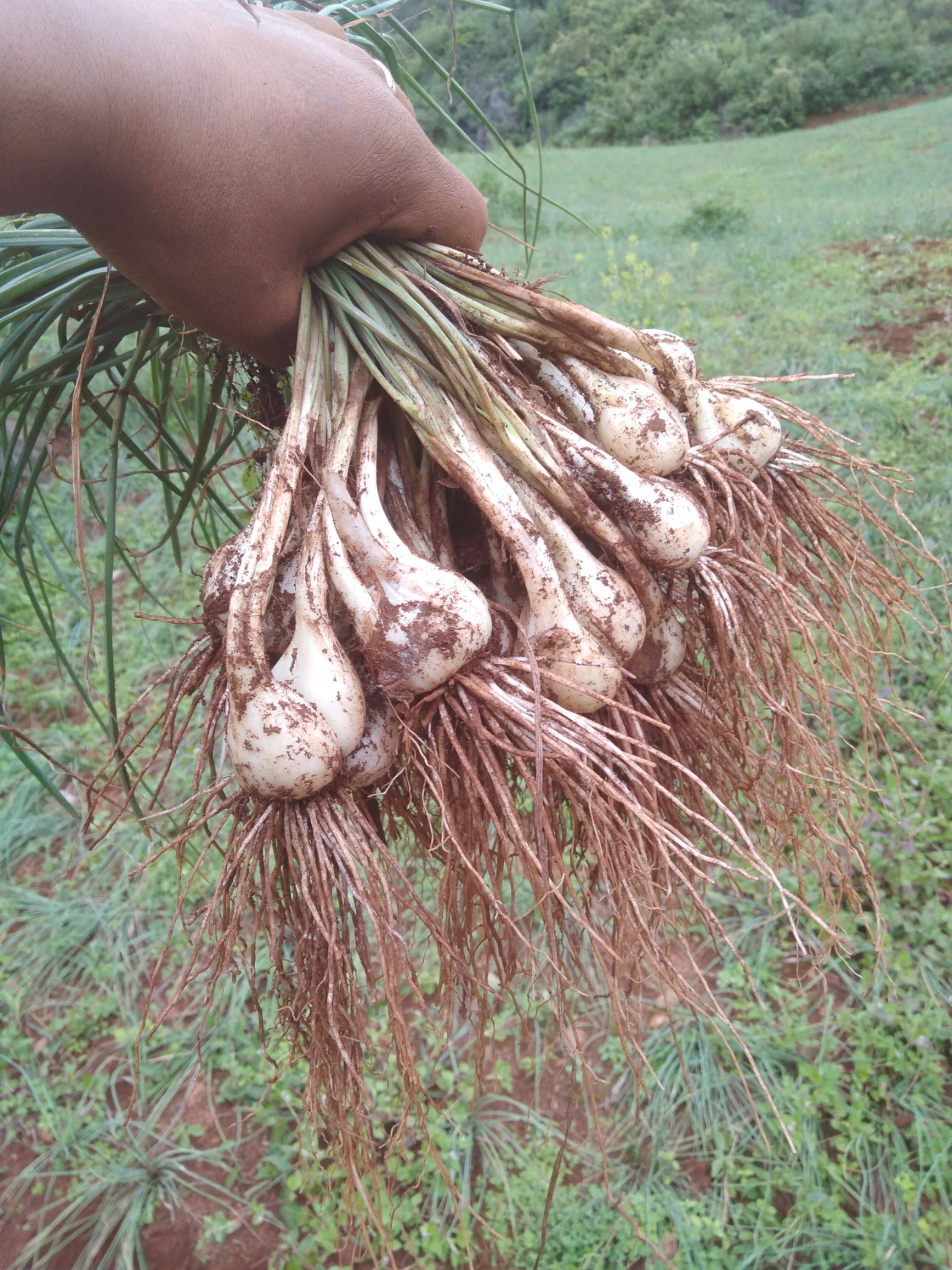 藠头带泥  白衣藠头要什么货都有