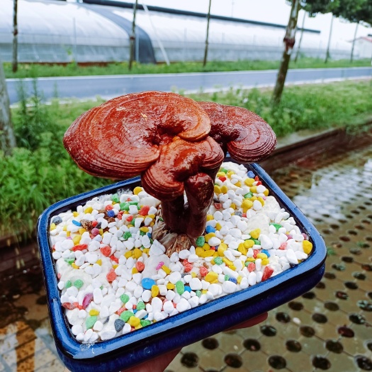 保定观赏灵芝 灵芝盆景批发