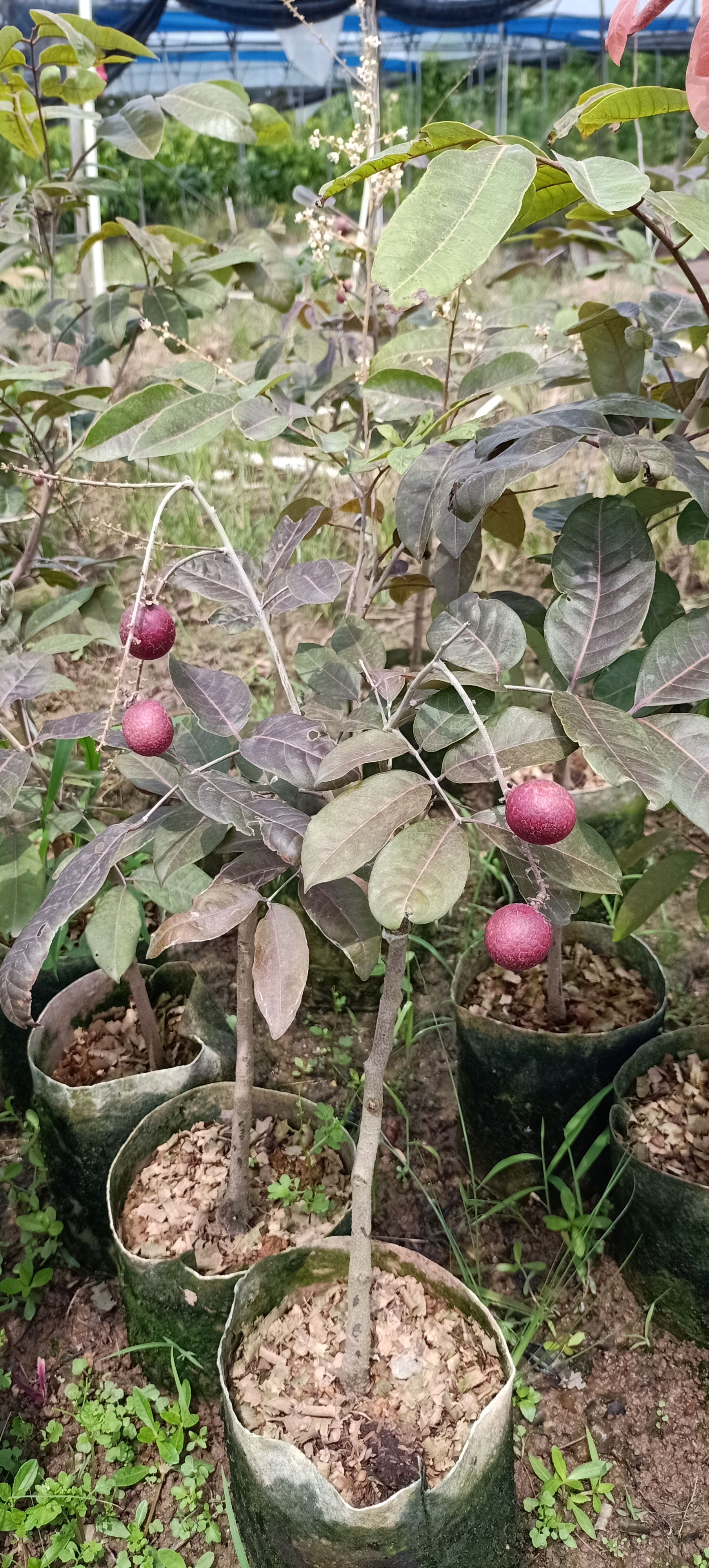 红壳龙眼苗 【品种包邮】红皮龙眼苗广西玉林高产果甜大个易挂果