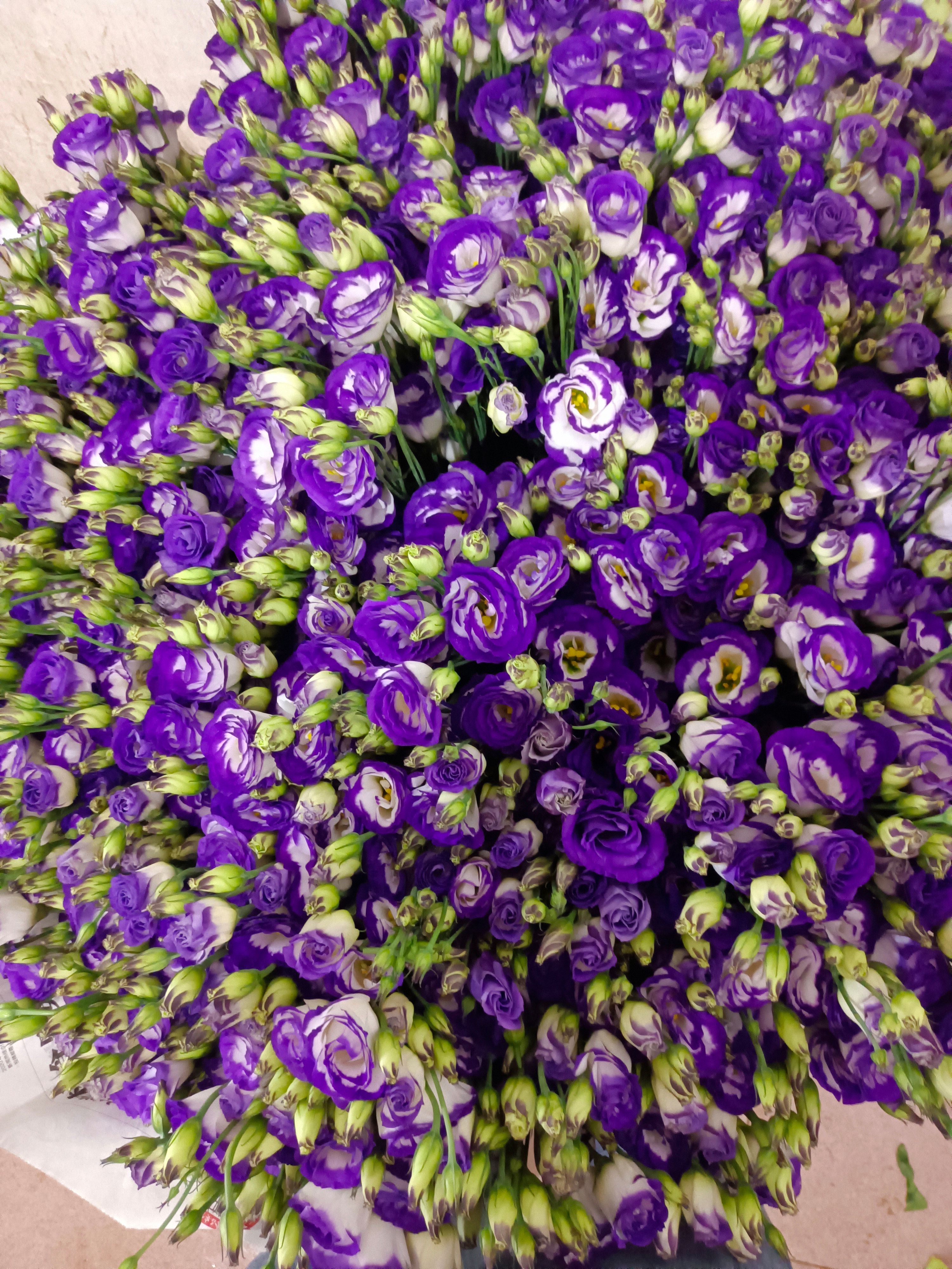 洋桔梗切花  昆明洋桔梗鲜切花美观基地直销量大优惠