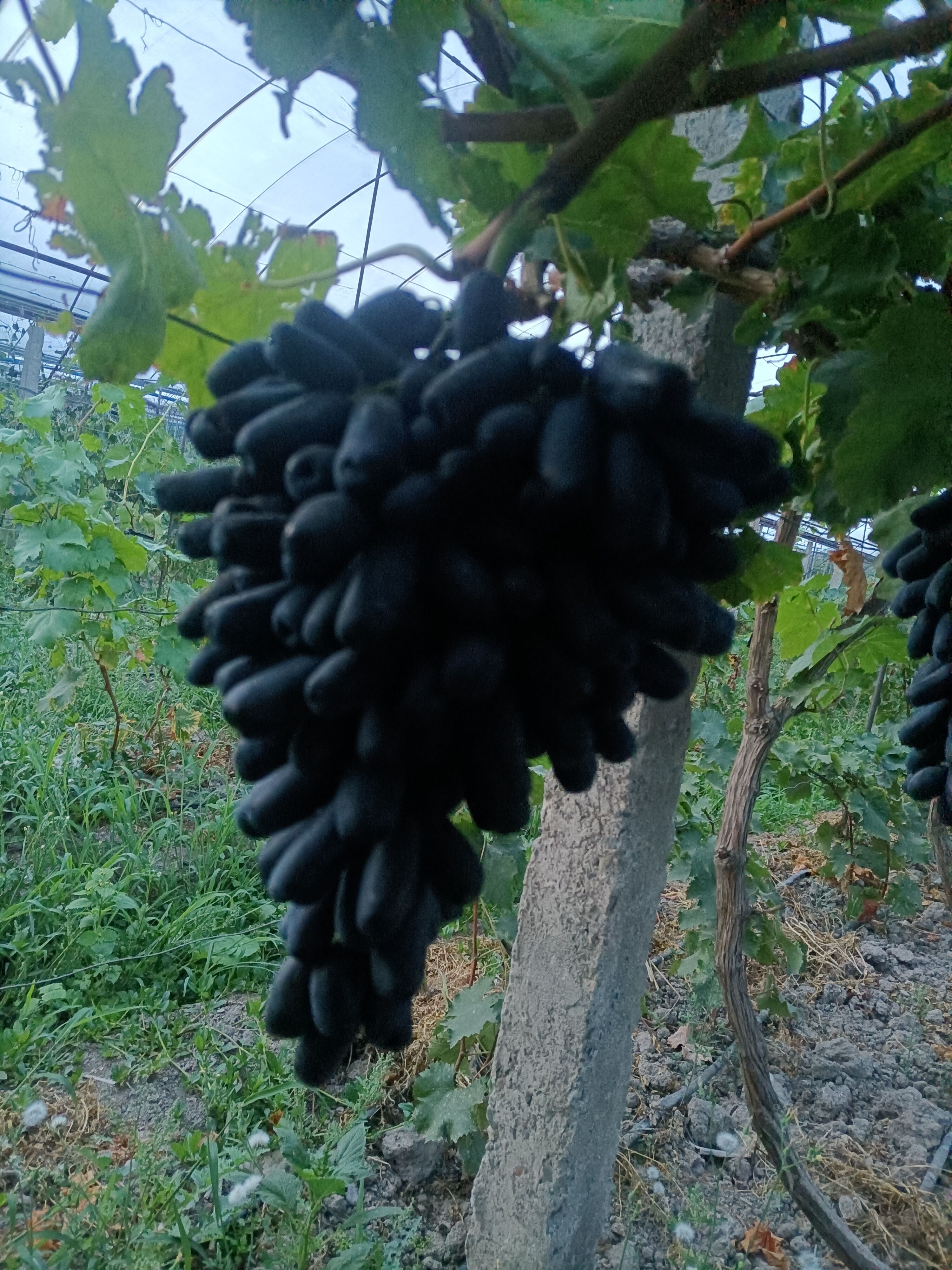 巨峰葡萄 克伦生，黑提，巨峰，蓝宝石