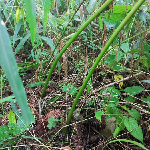 晴隆县姜形黄精 黄精  7年   约40亩 需全部出售，价格面议 可实地考察
