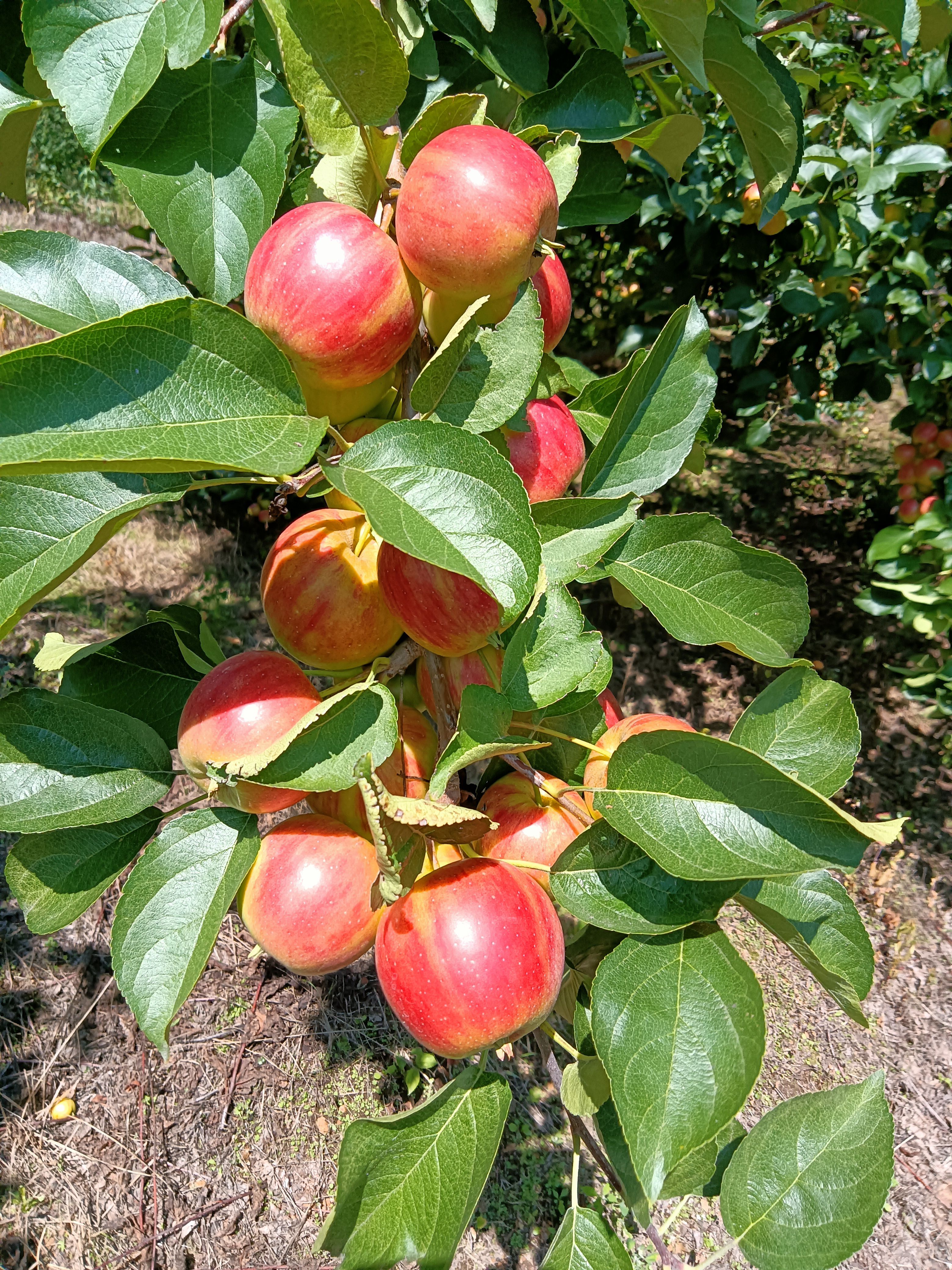 金红123 场地直供，货源充足，质量保证。