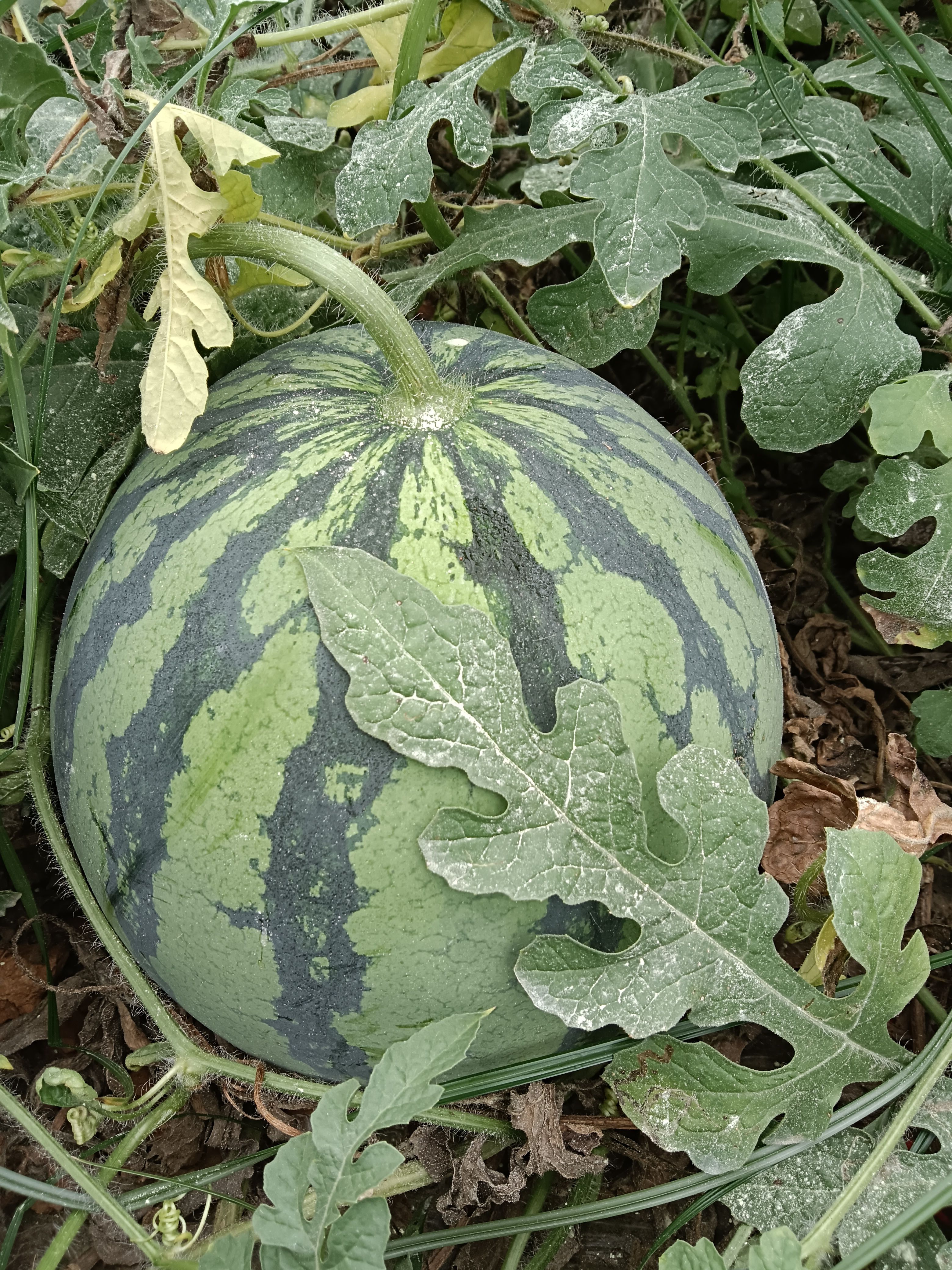 美都西瓜 嫁接美都，5斤打底，一吨起批。1.3元一公斤