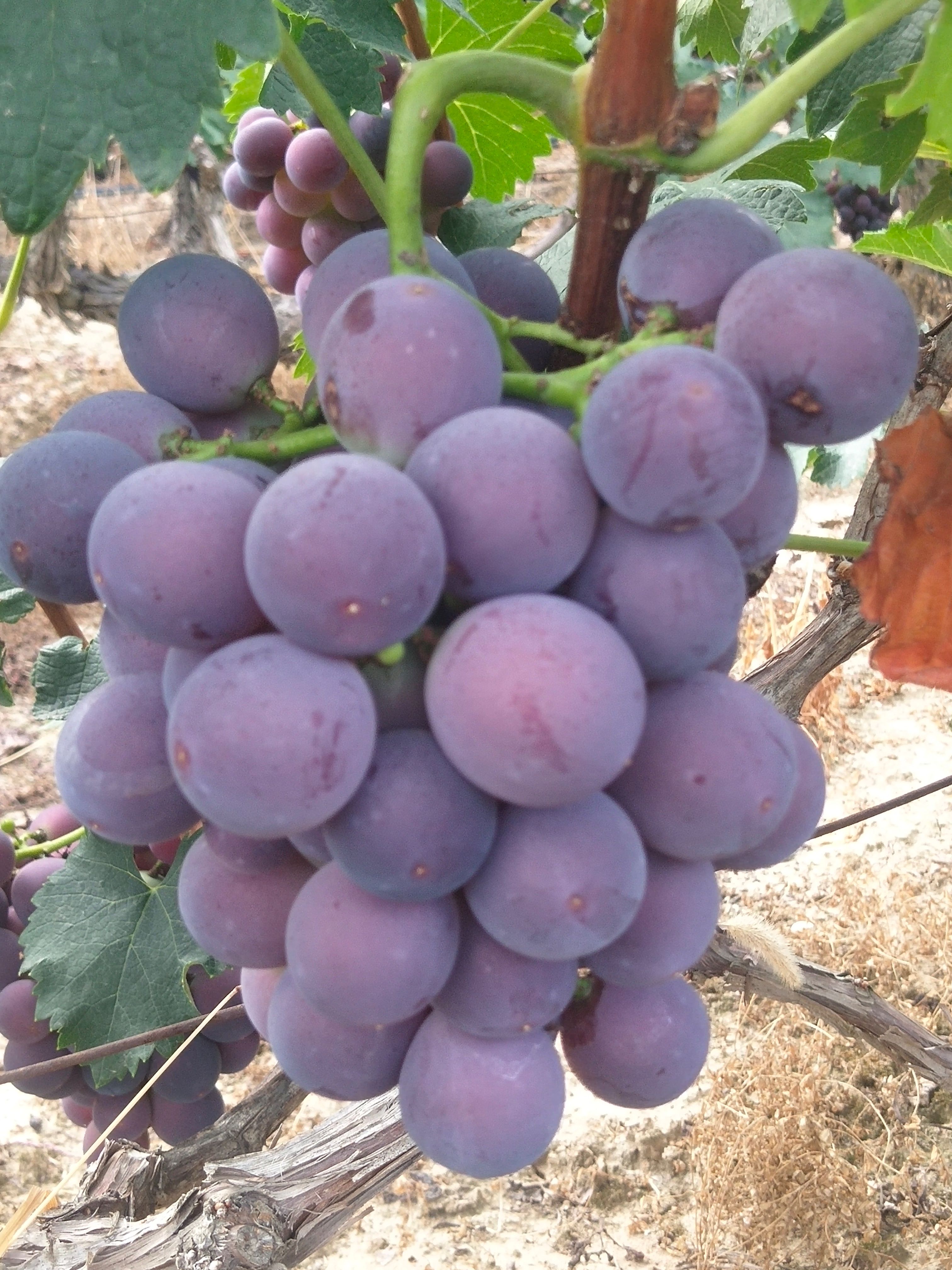 新上市头摘露天千亩果园，皮薄肉多，口感好