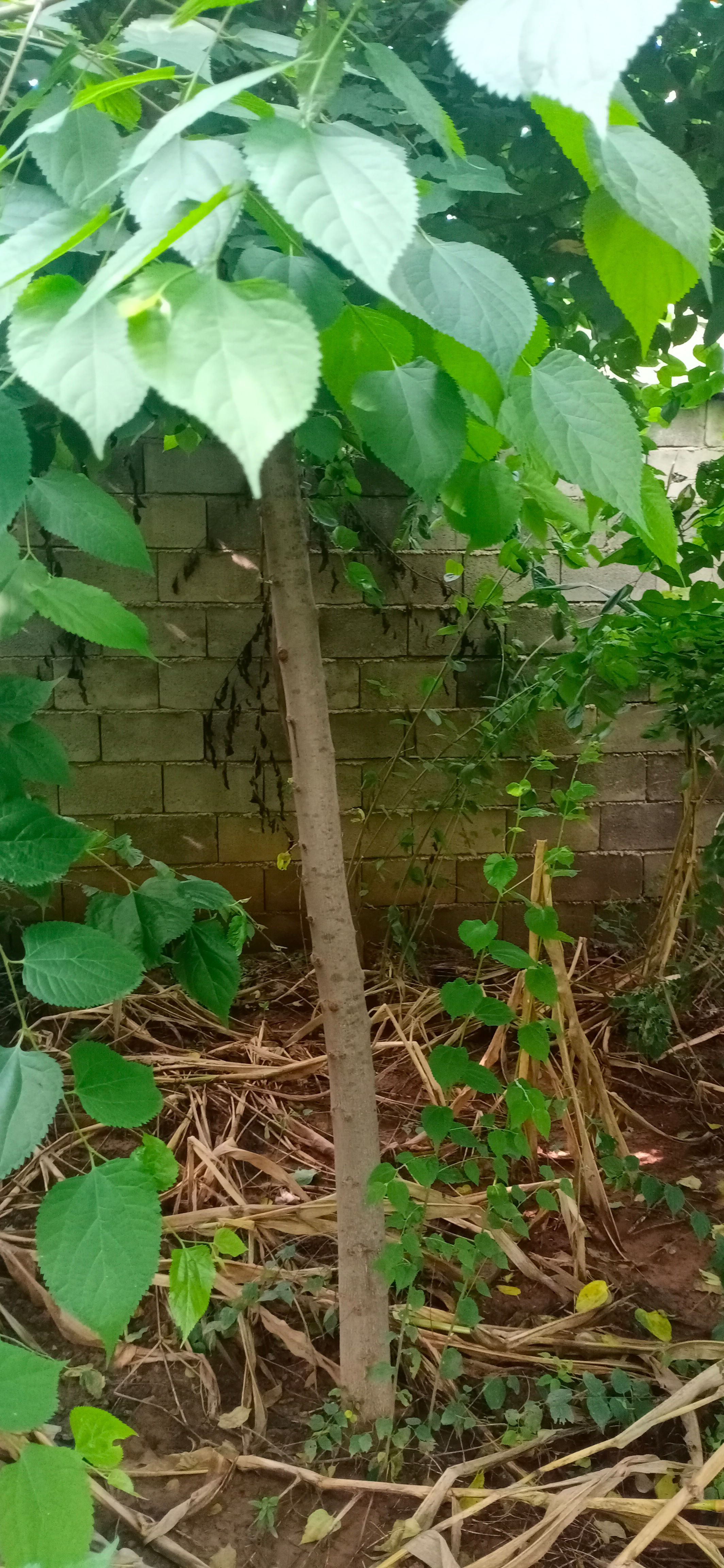 青檀树苗6~8公分,翼朴树苗,珍贵树种,具体规格可详谈