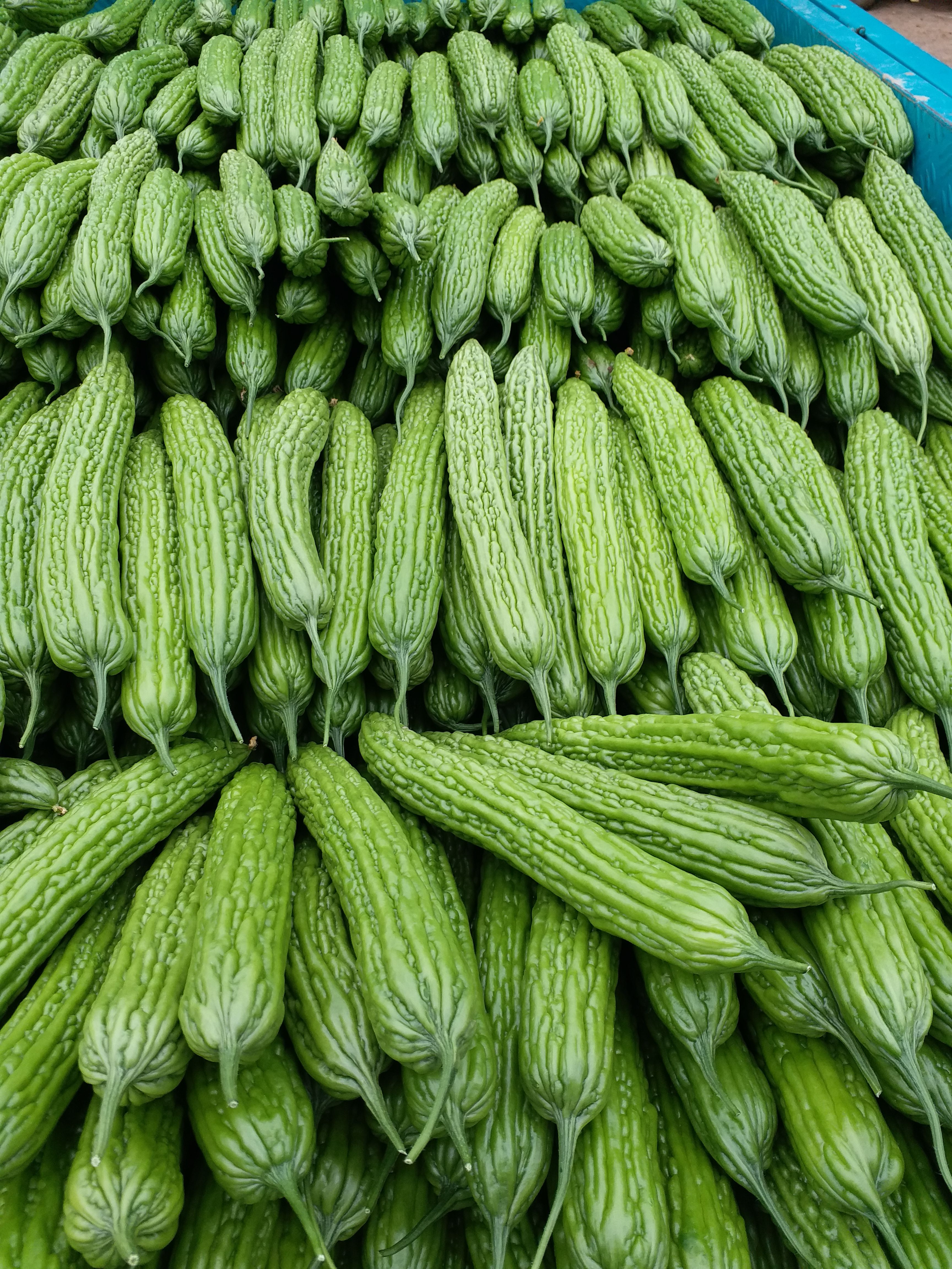 绿苦瓜  优质精品苦瓜大量上市供应中