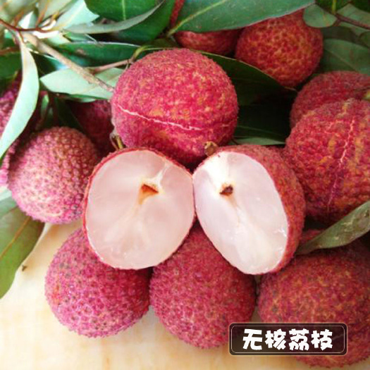 灵山县无核荔枝苗  无核荔枝树苗 正品嫁接树苗果大无核基地直销