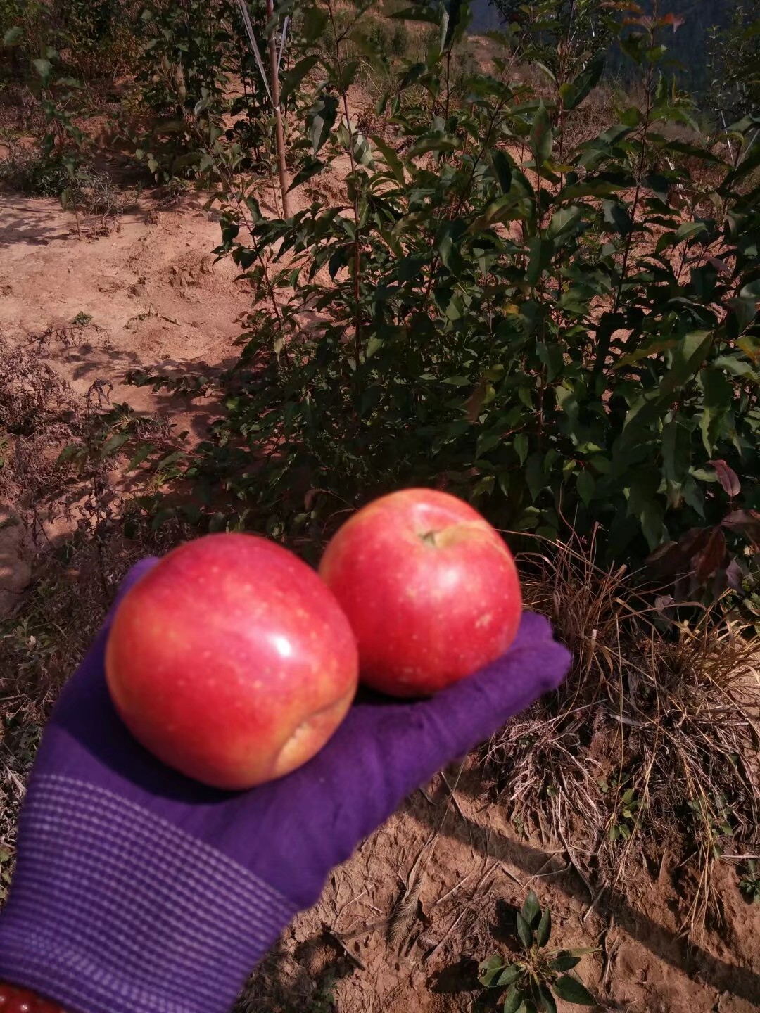 金红123 大量出售沙果,123苹果,口感清脆,有要的老板联系我