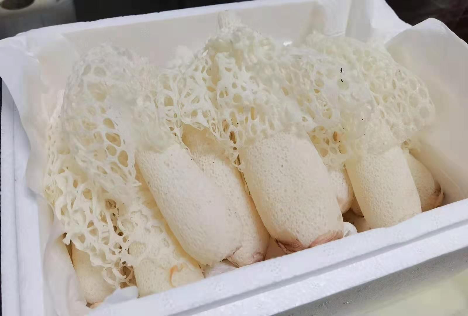 织金竹荪，竹荪