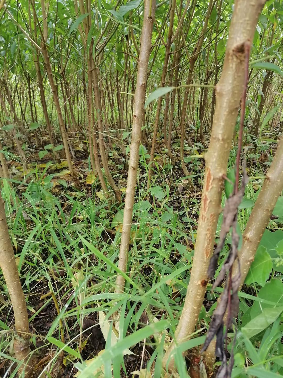 蜂糖李树苗  蜂糖李苗直生苗嫁接苗四月李苗