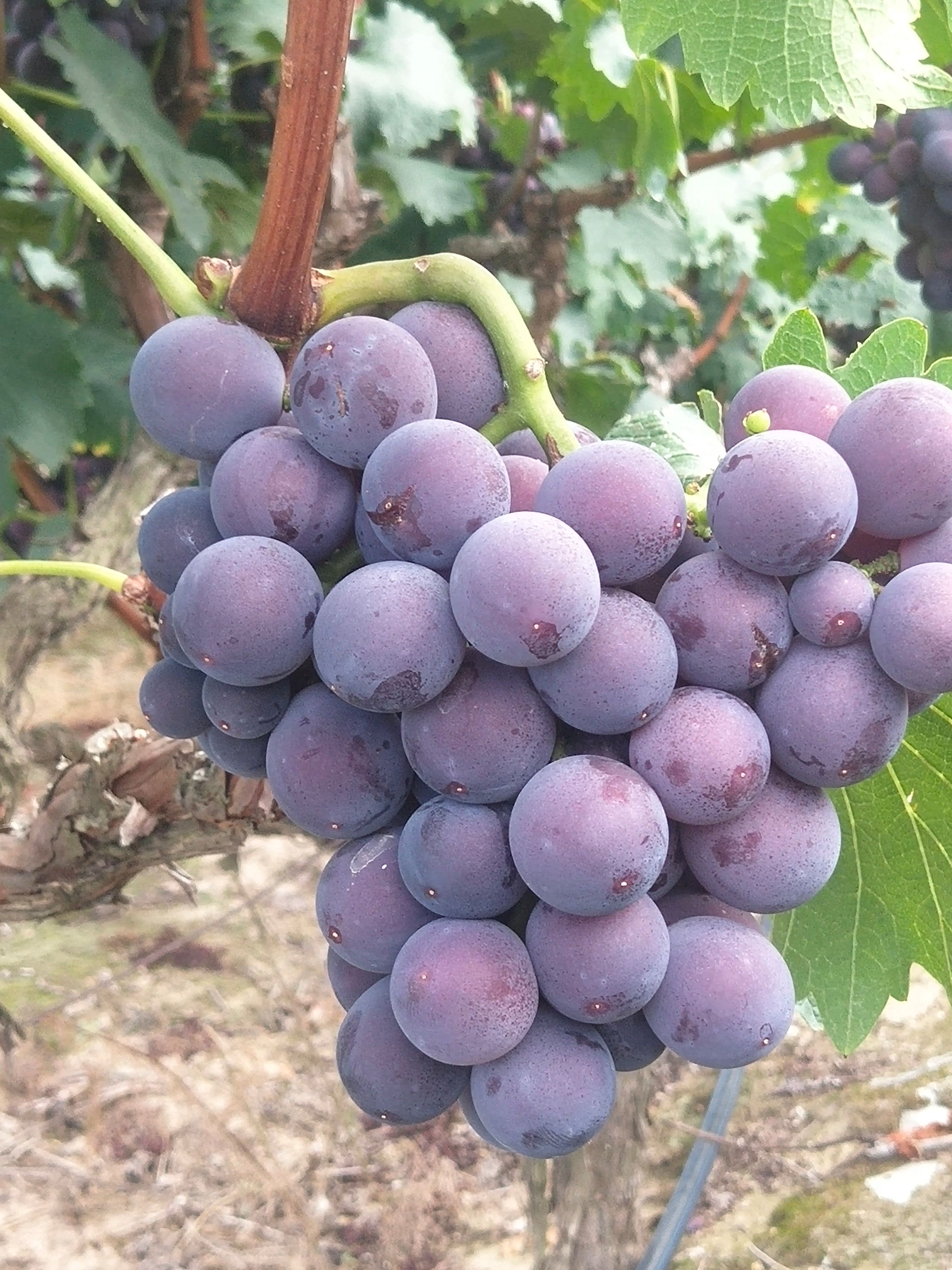 新上市头摘露天千亩果园，皮薄肉多，口感好