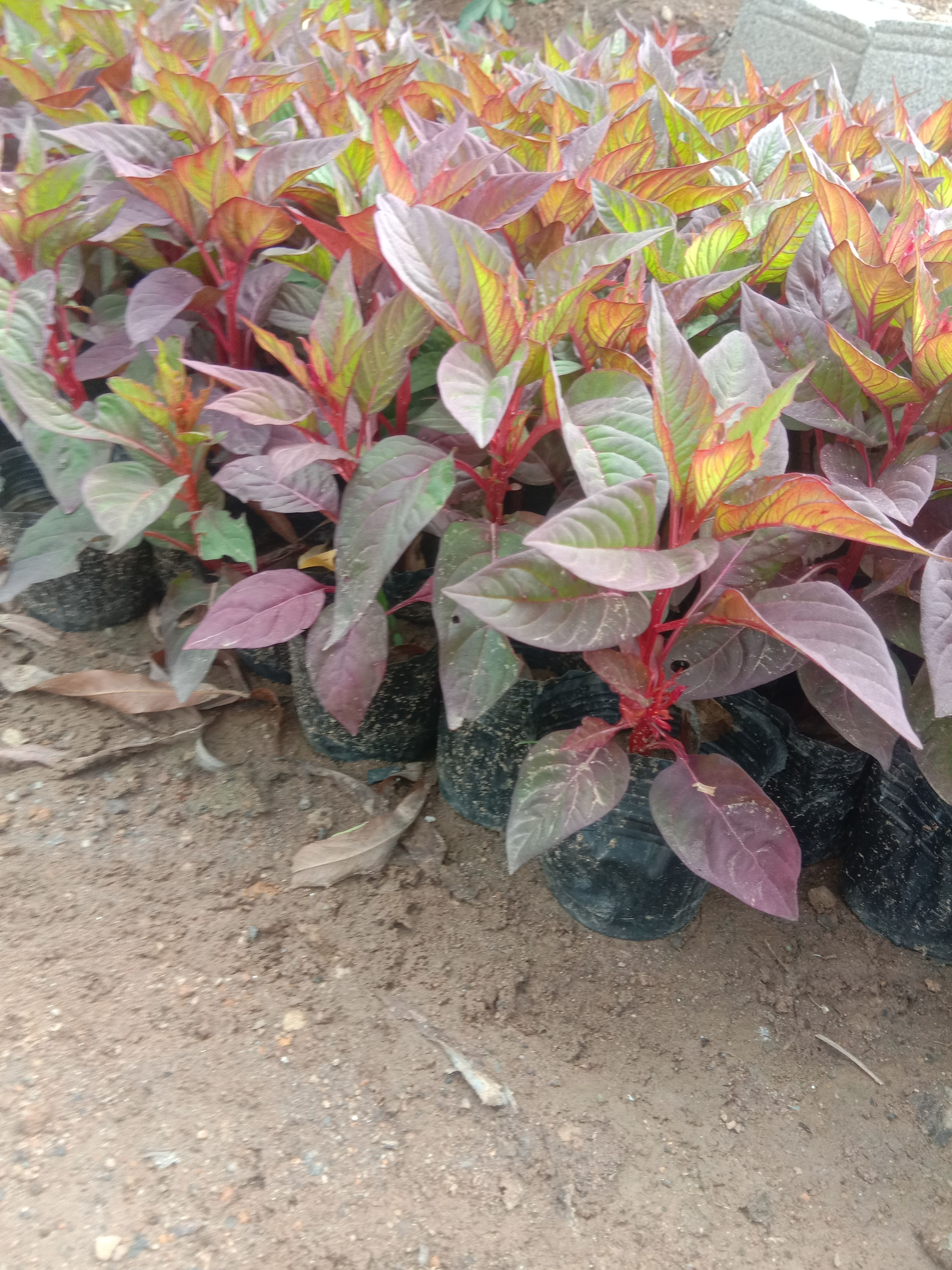 百年艳山红 绿化小杯苗景观花