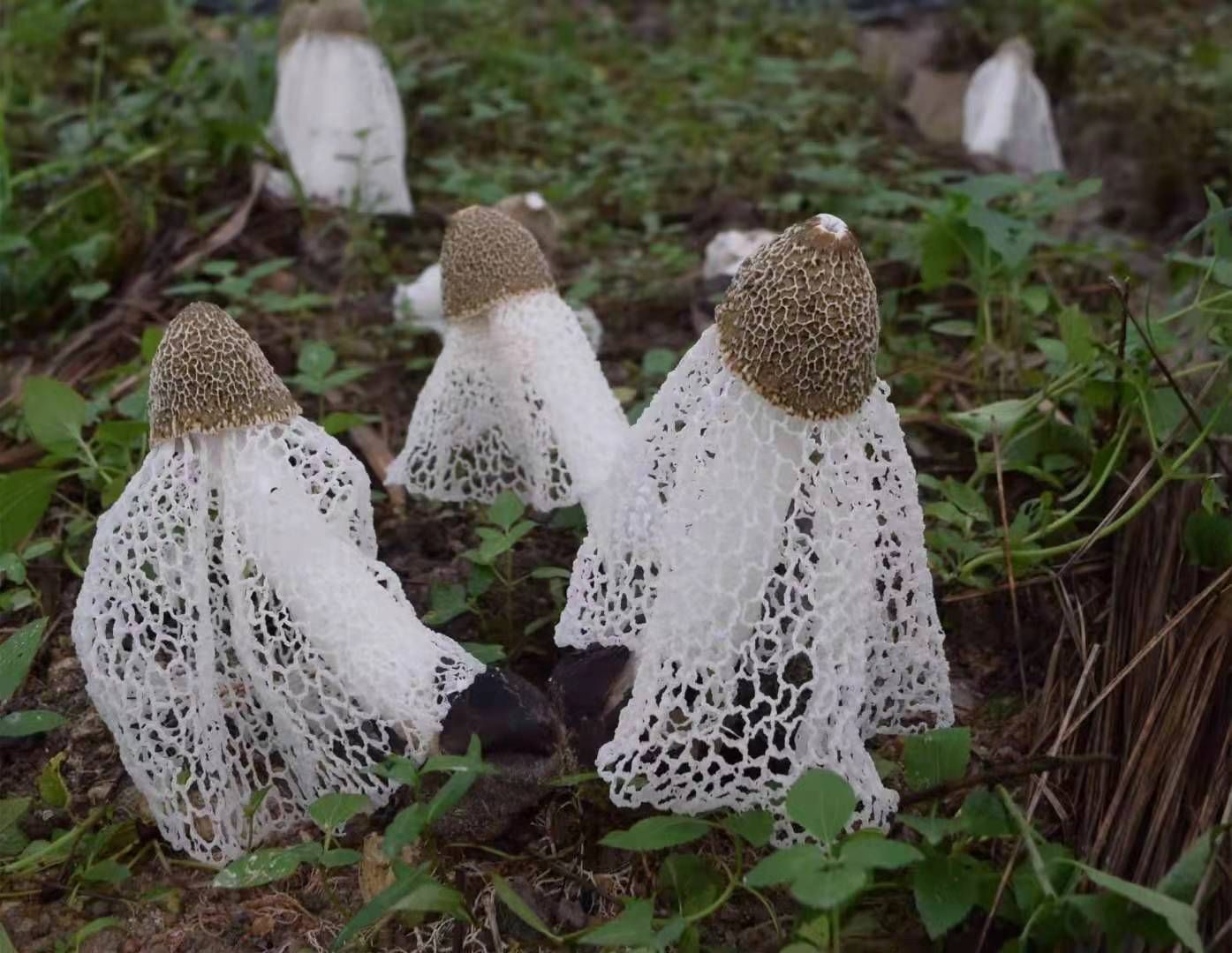 织金竹荪，竹荪