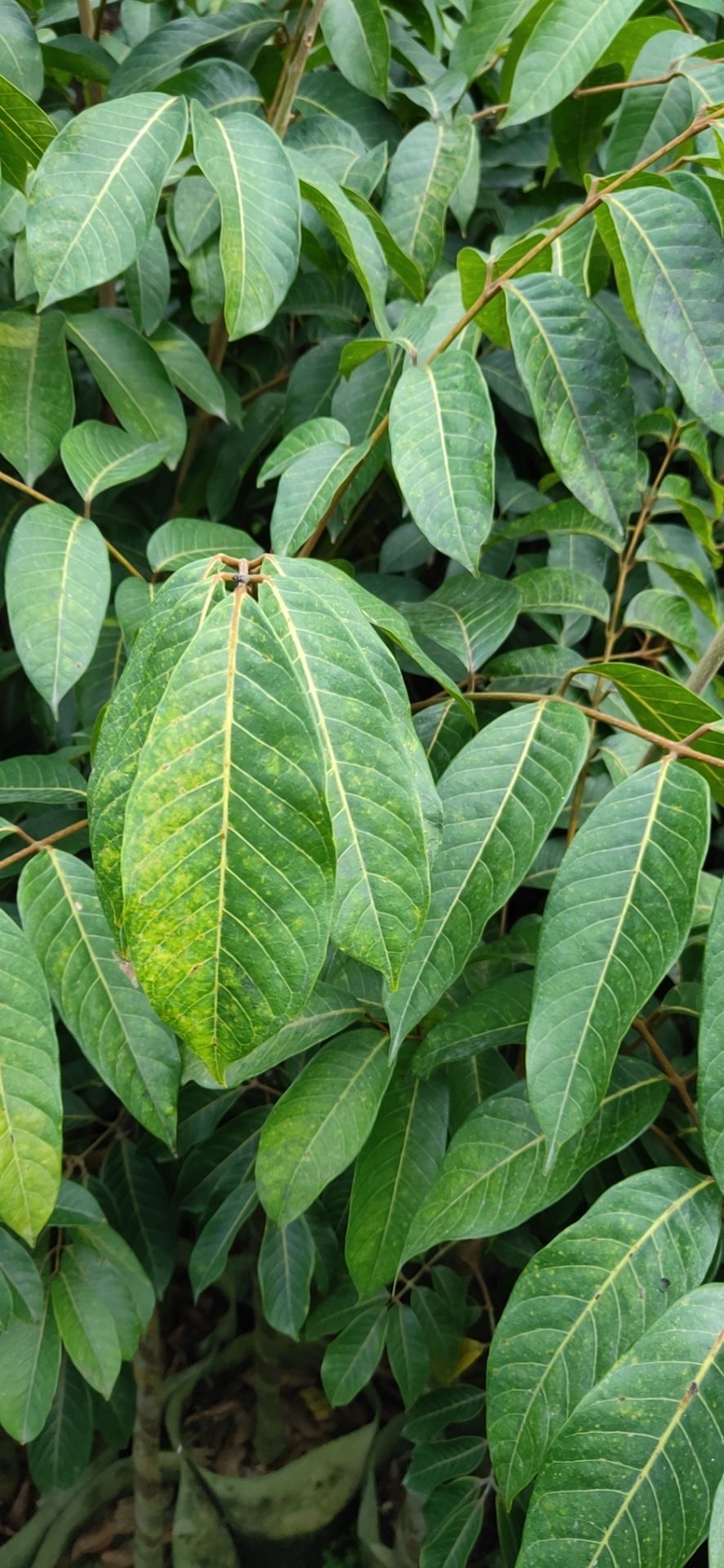 青橄榄苗  潮汕三棱橄榄乌袋白布袋