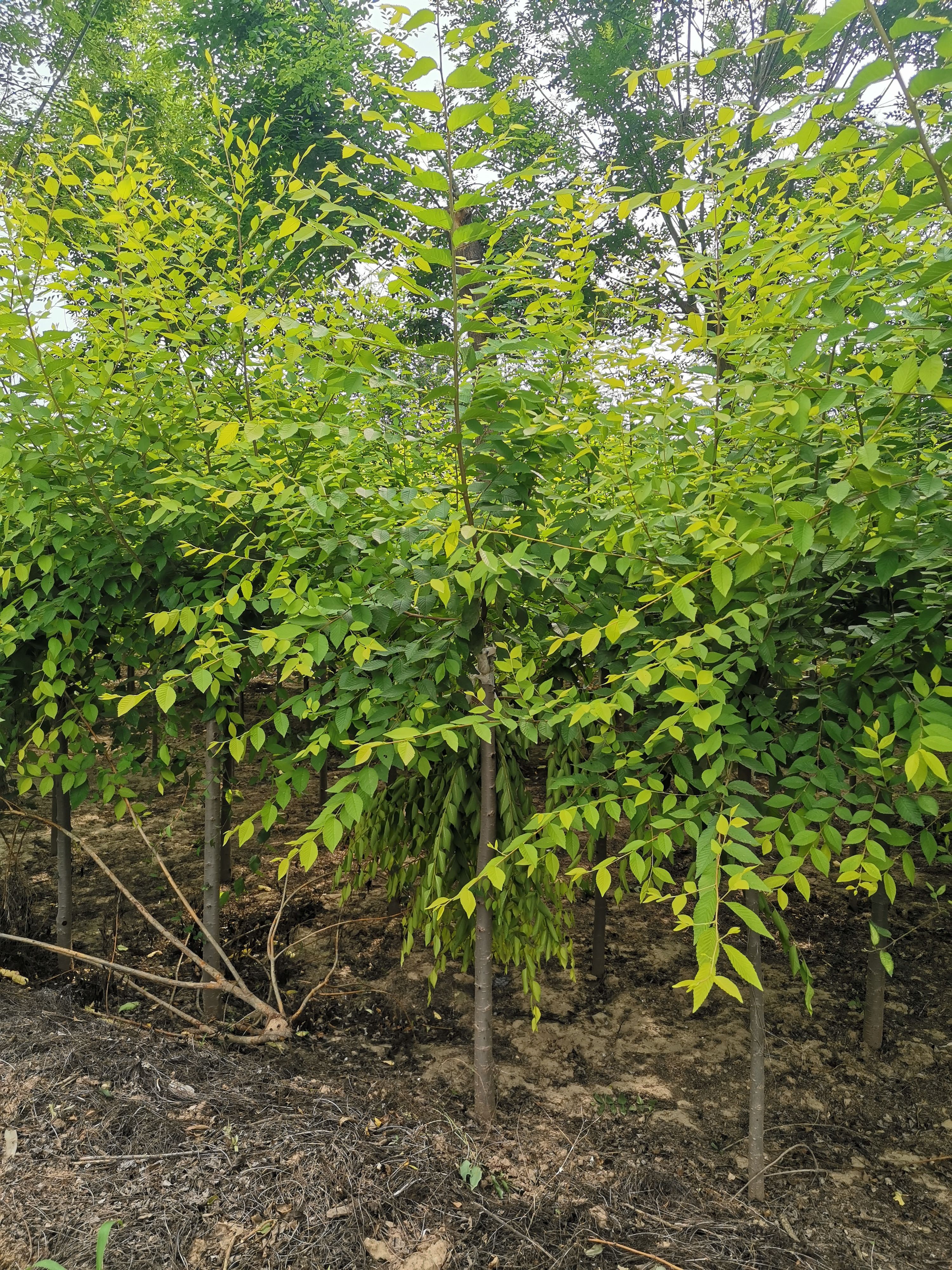 河北保定。高矮接金叶榆2---20公分。量大