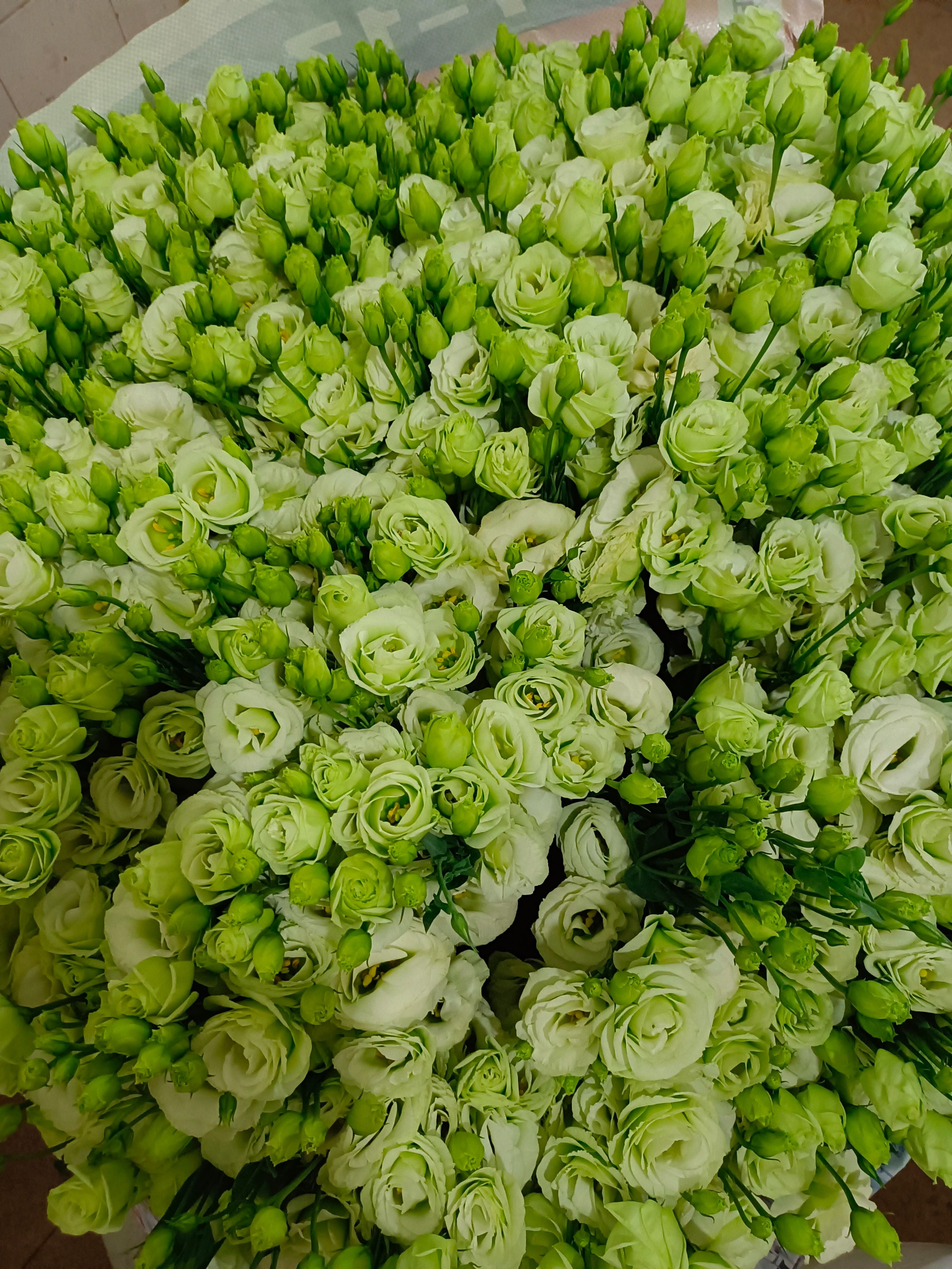 洋桔梗切花  昆明洋桔梗鲜切花美观基地直销量大优惠