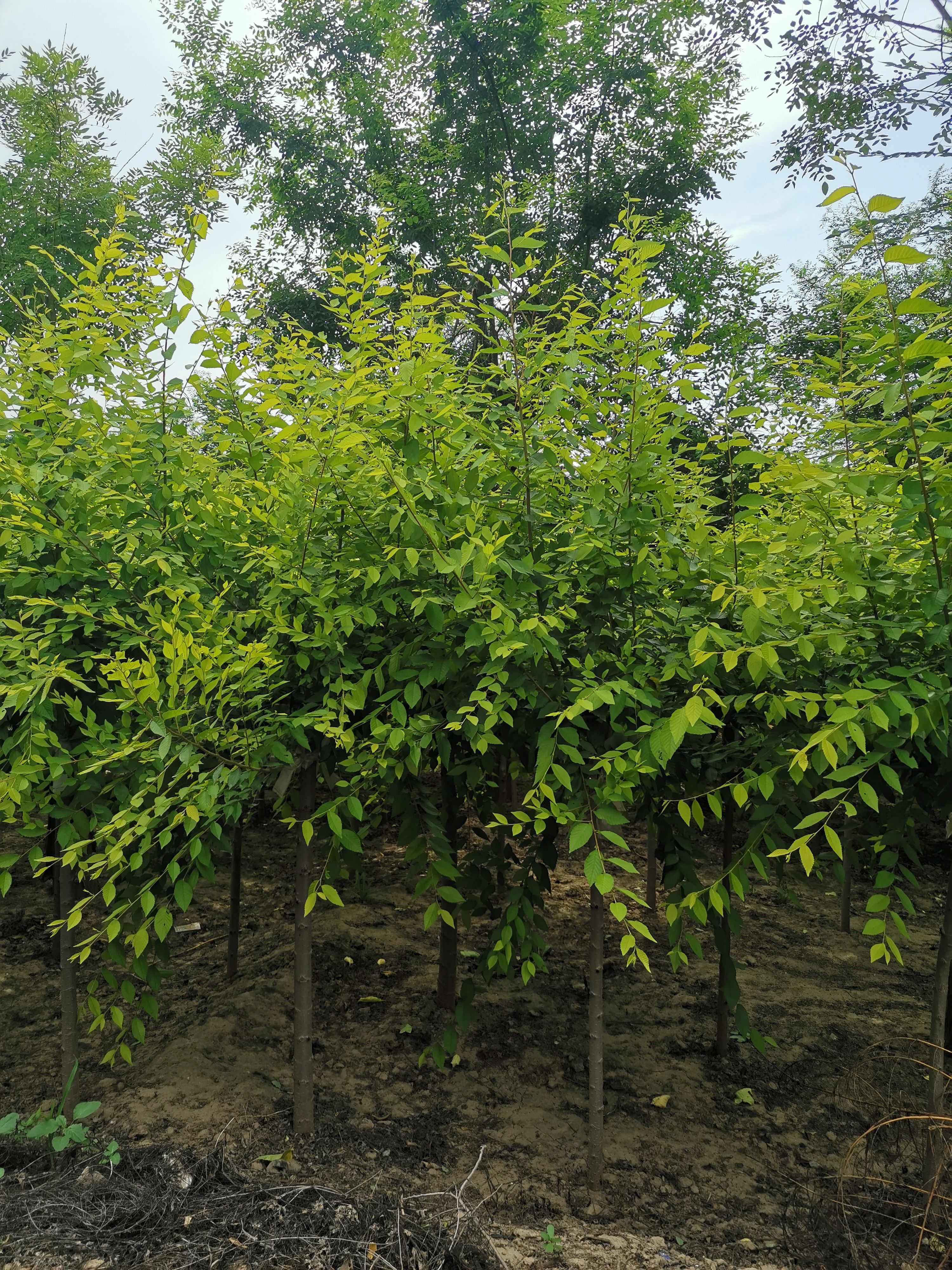 河北保定。高矮接金叶榆2---20公分。量大