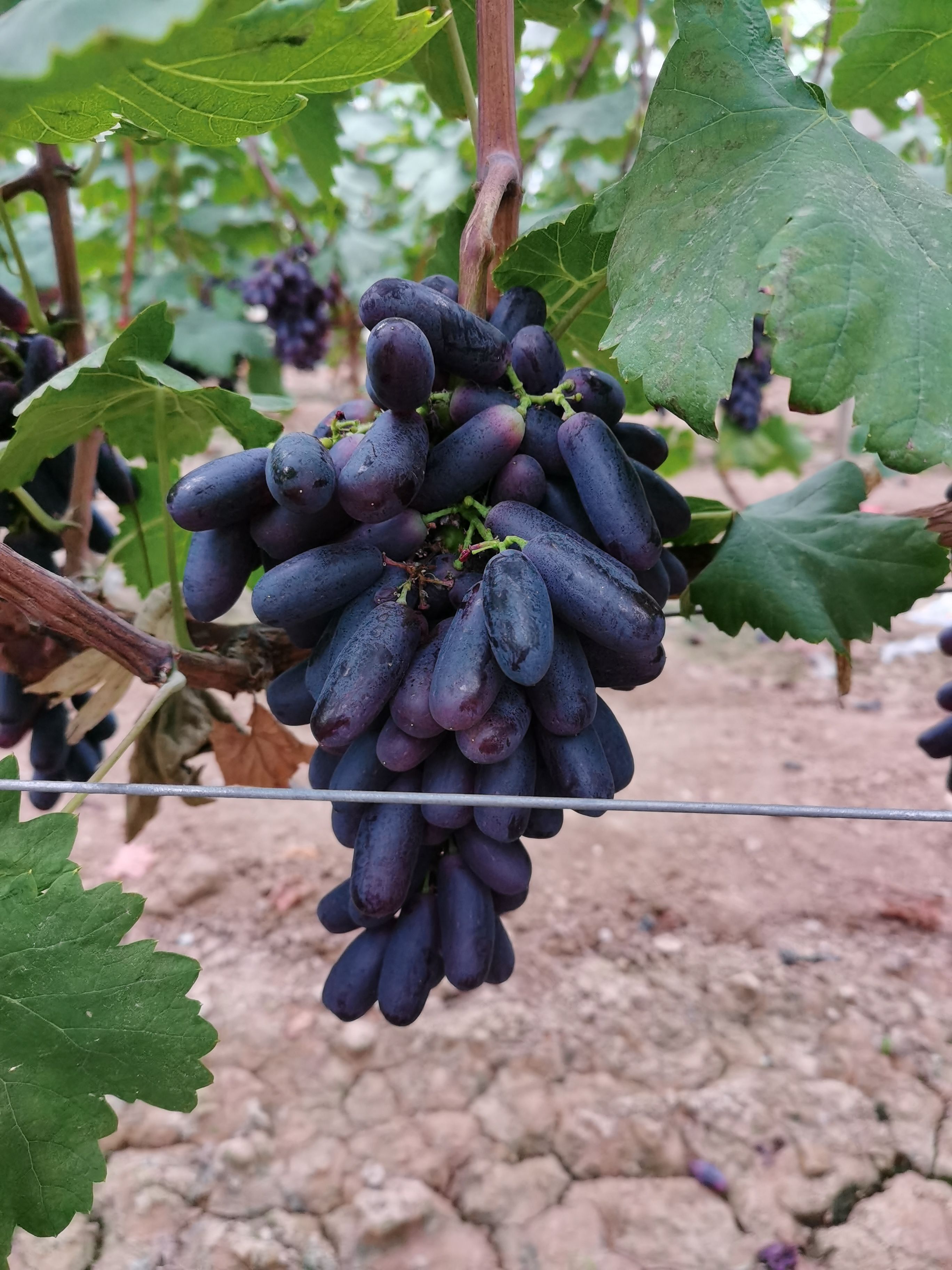 蓝宝石葡萄 葡萄