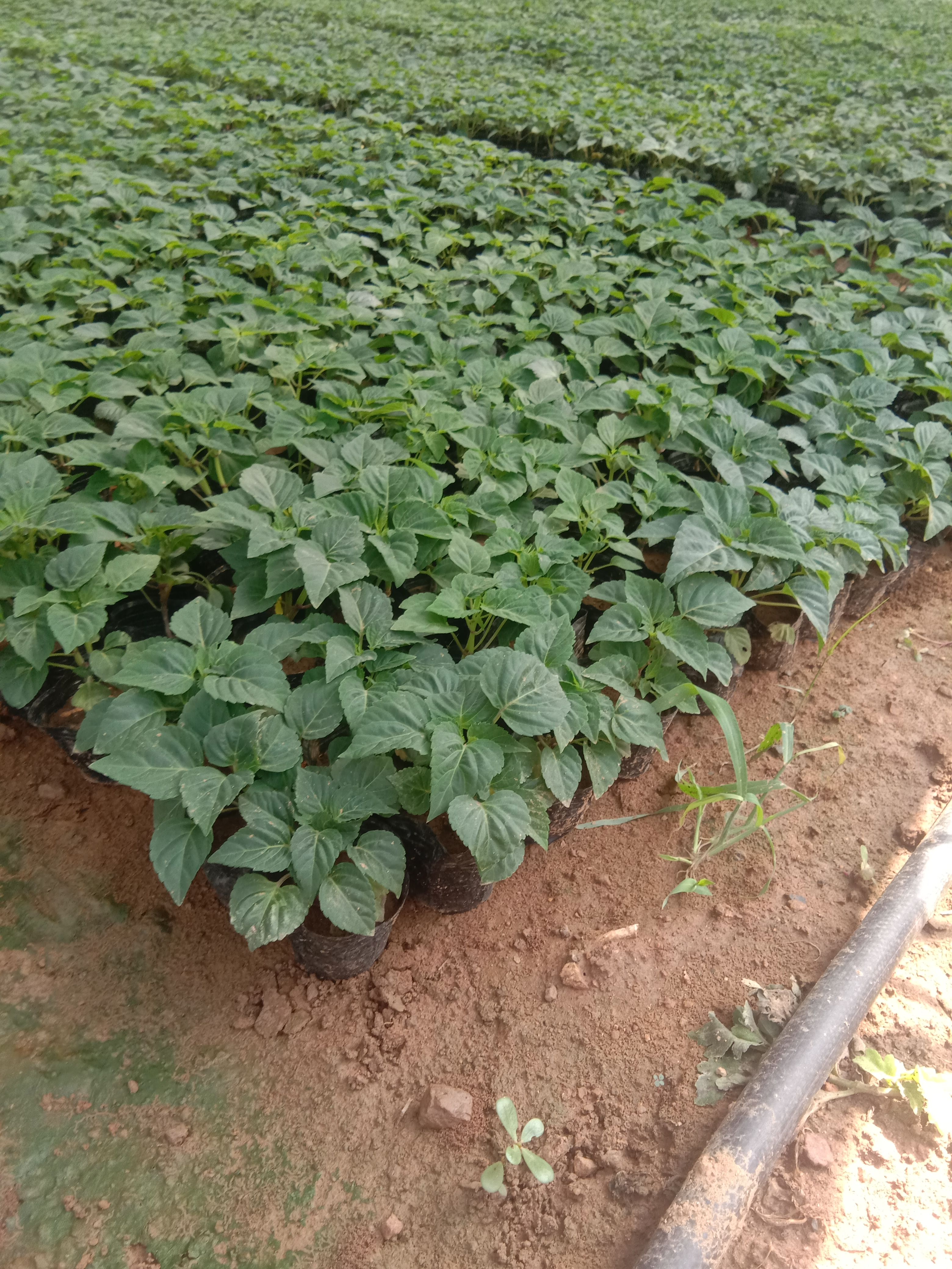 百年艳山红 绿化小杯苗景观花