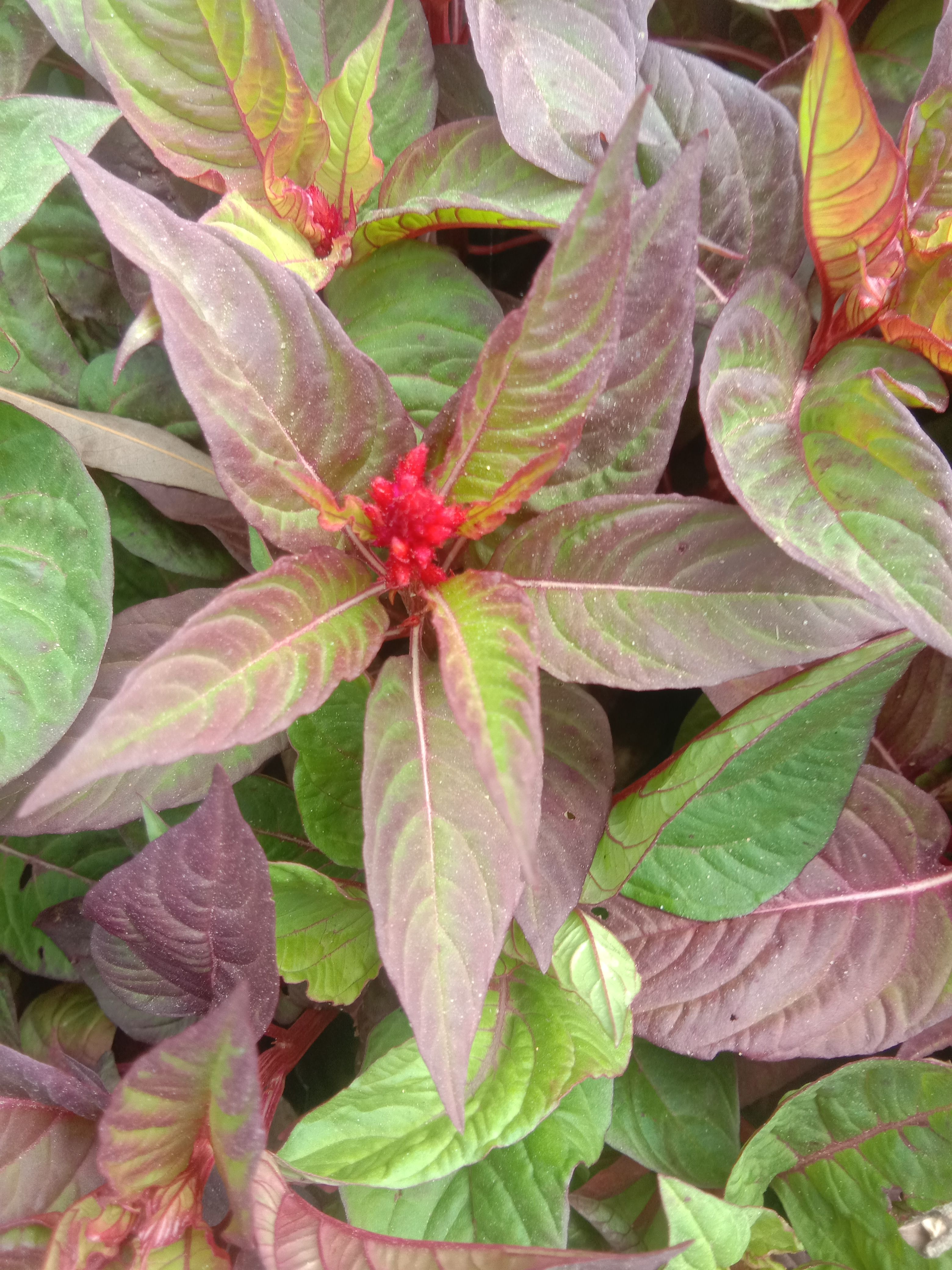 百年艳山红 绿化小杯苗景观花