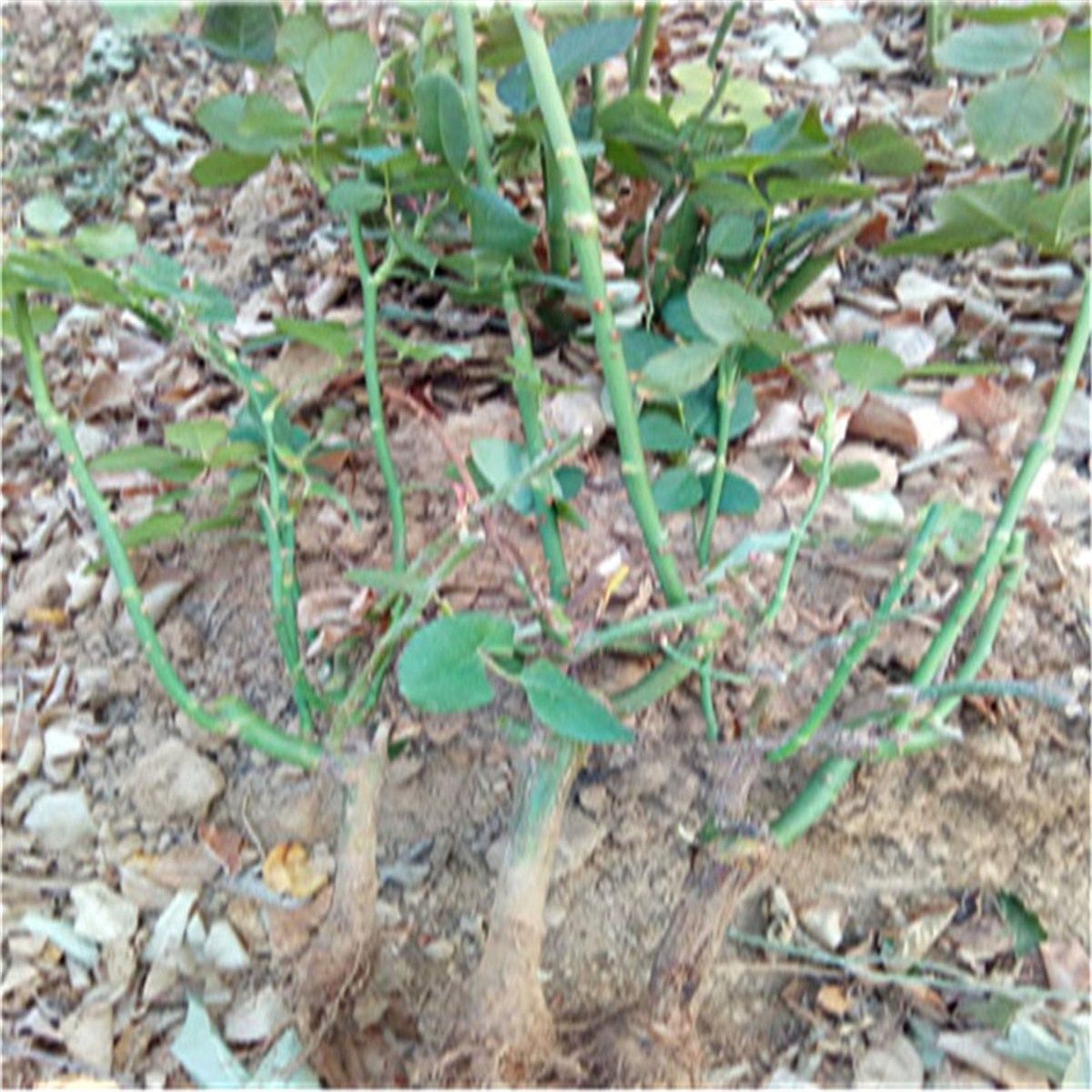 红玫瑰  玫瑰大苗 老桩月季花种苗 绿化工程苗 盆栽苗 卡罗