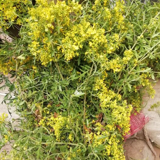 汝阳县菥蓂  臭败浆，败酱草，黄花败浆切段干品