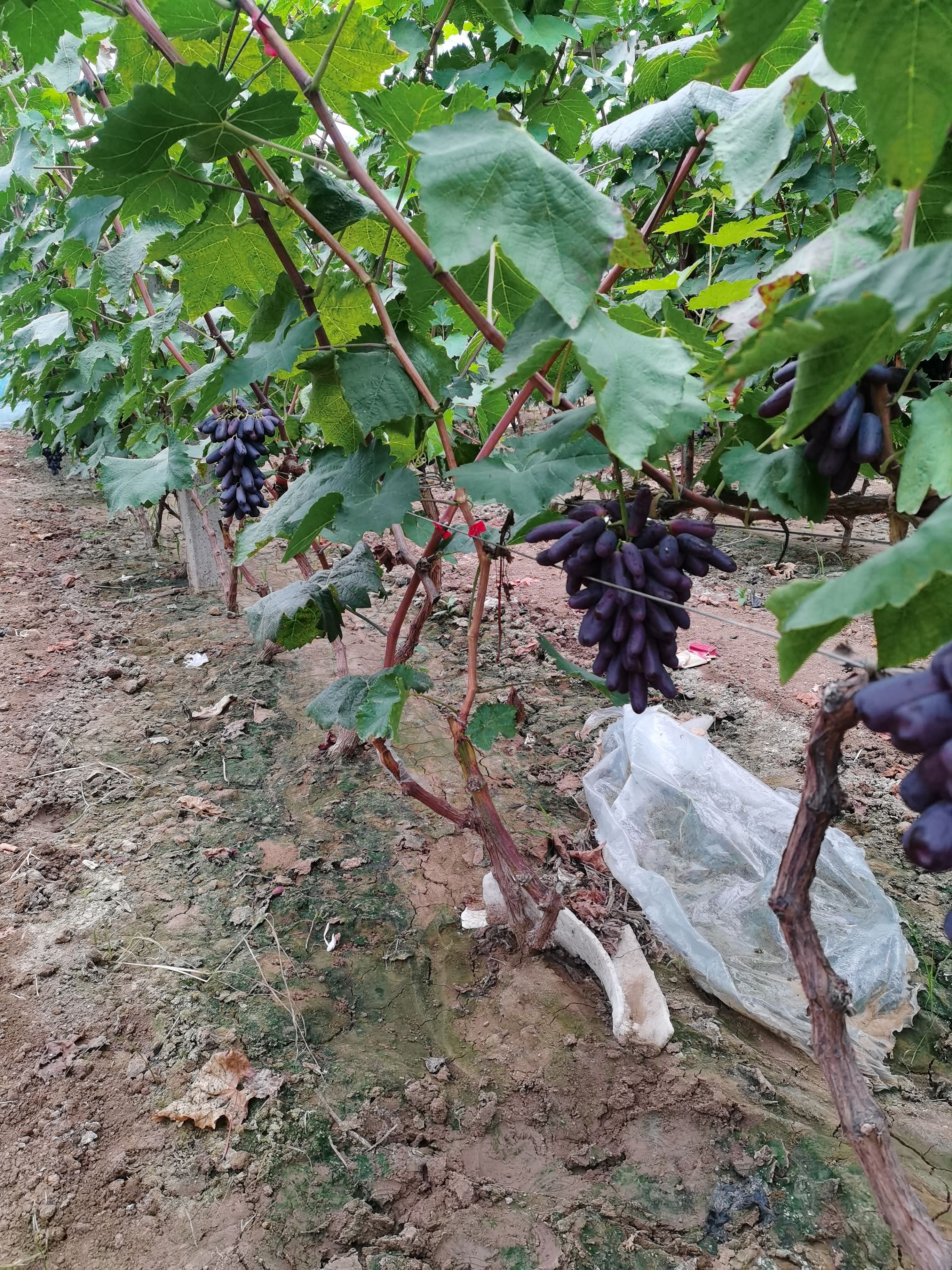 蓝宝石葡萄 葡萄