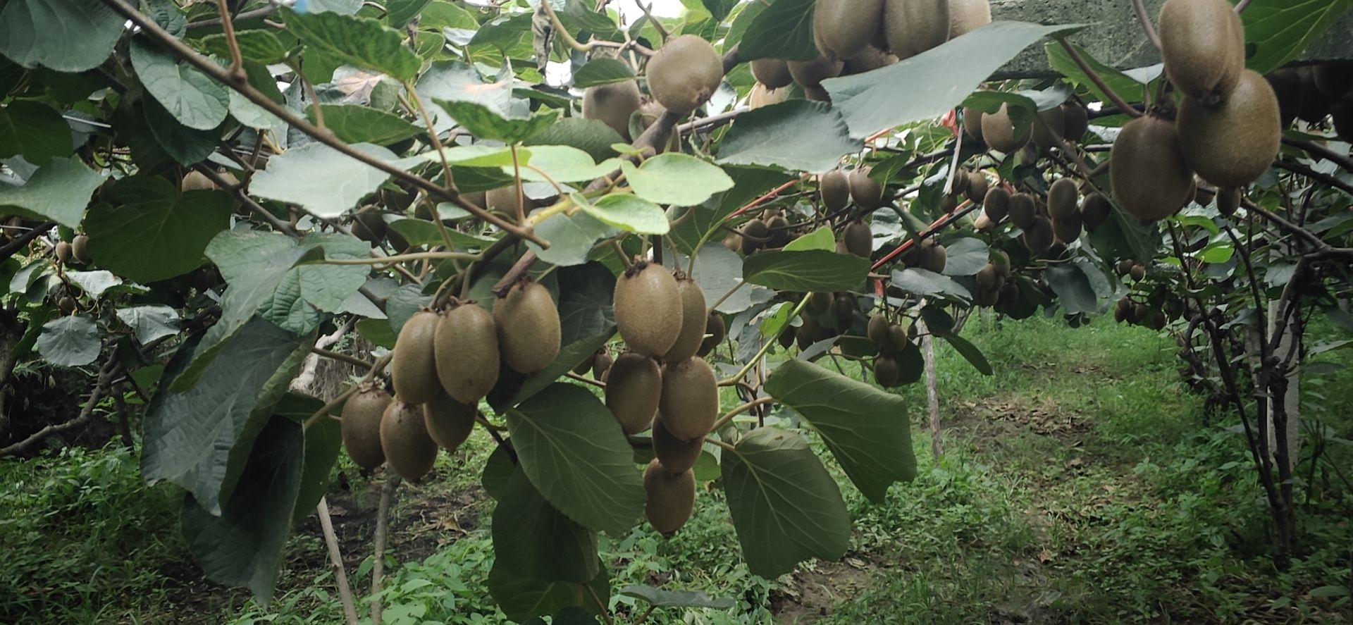 翠香猕猴桃 陕西省西安市周至县